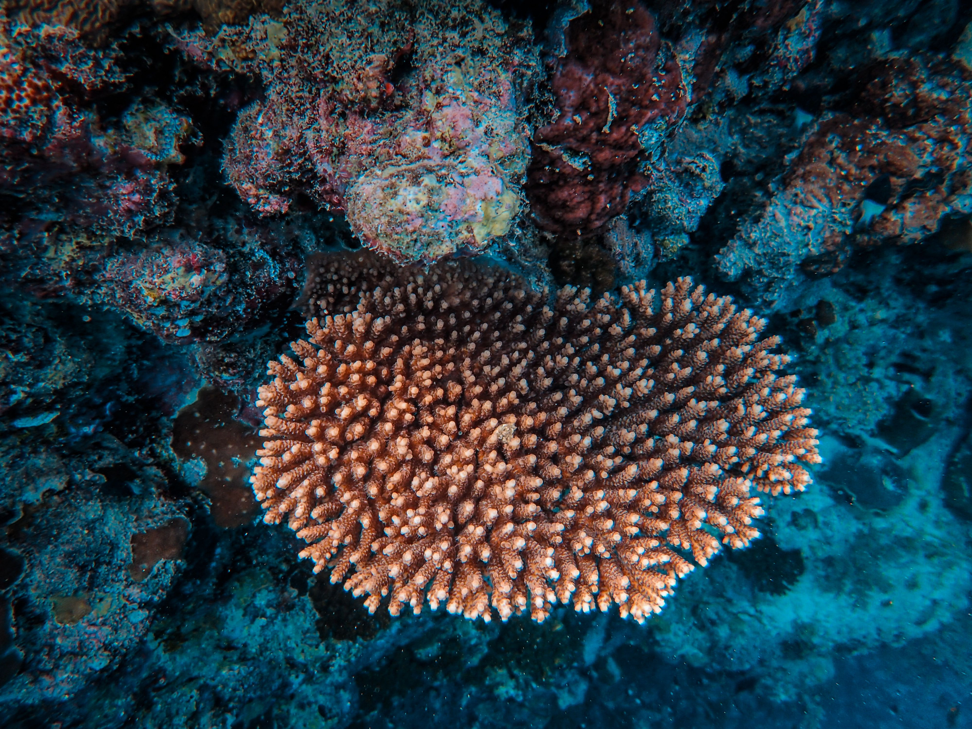 Vivid coral textures and patterns fill the seabed in close-up detail.