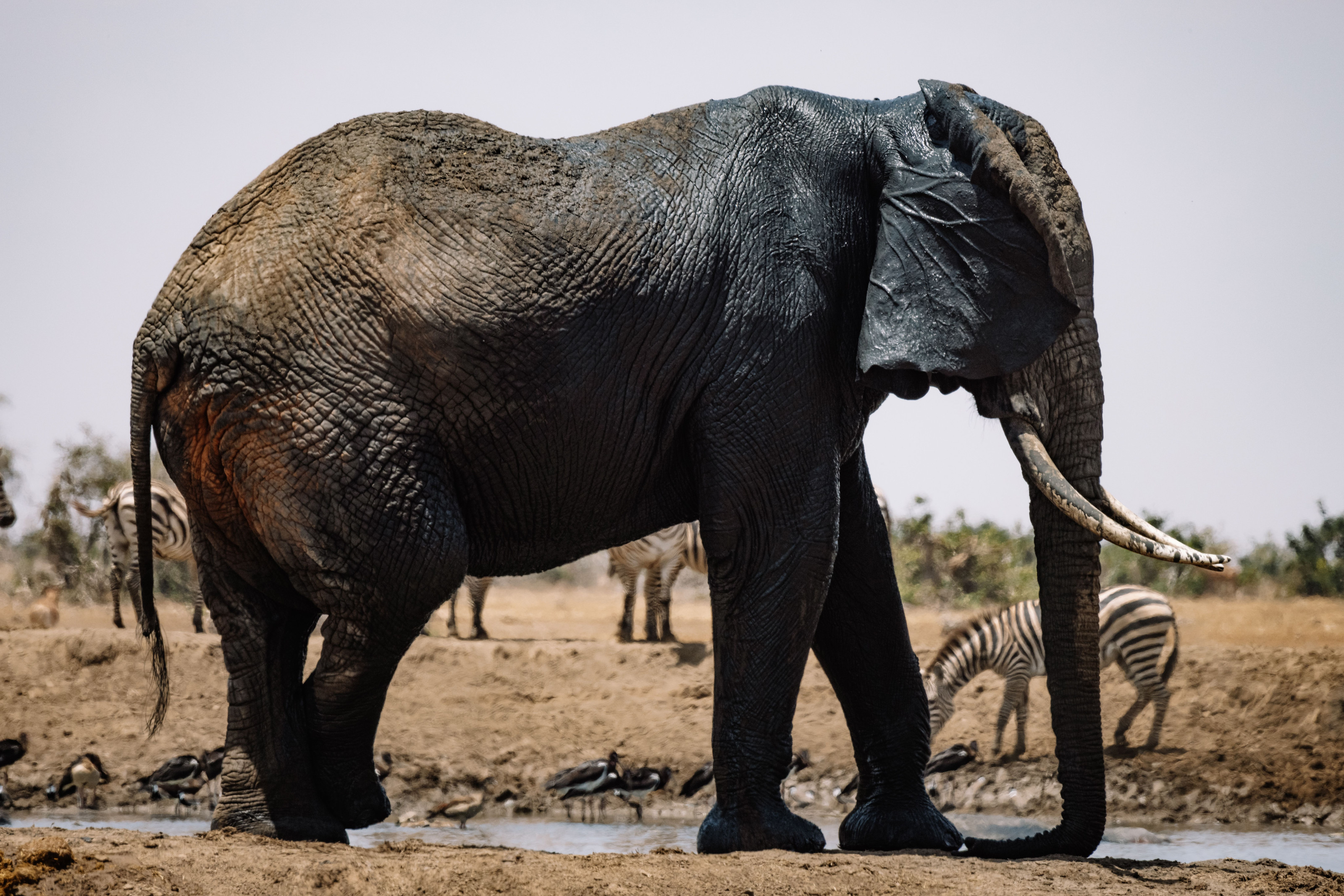 An elephant wades near a waterhole as zebras gather along the shoreline in the background.