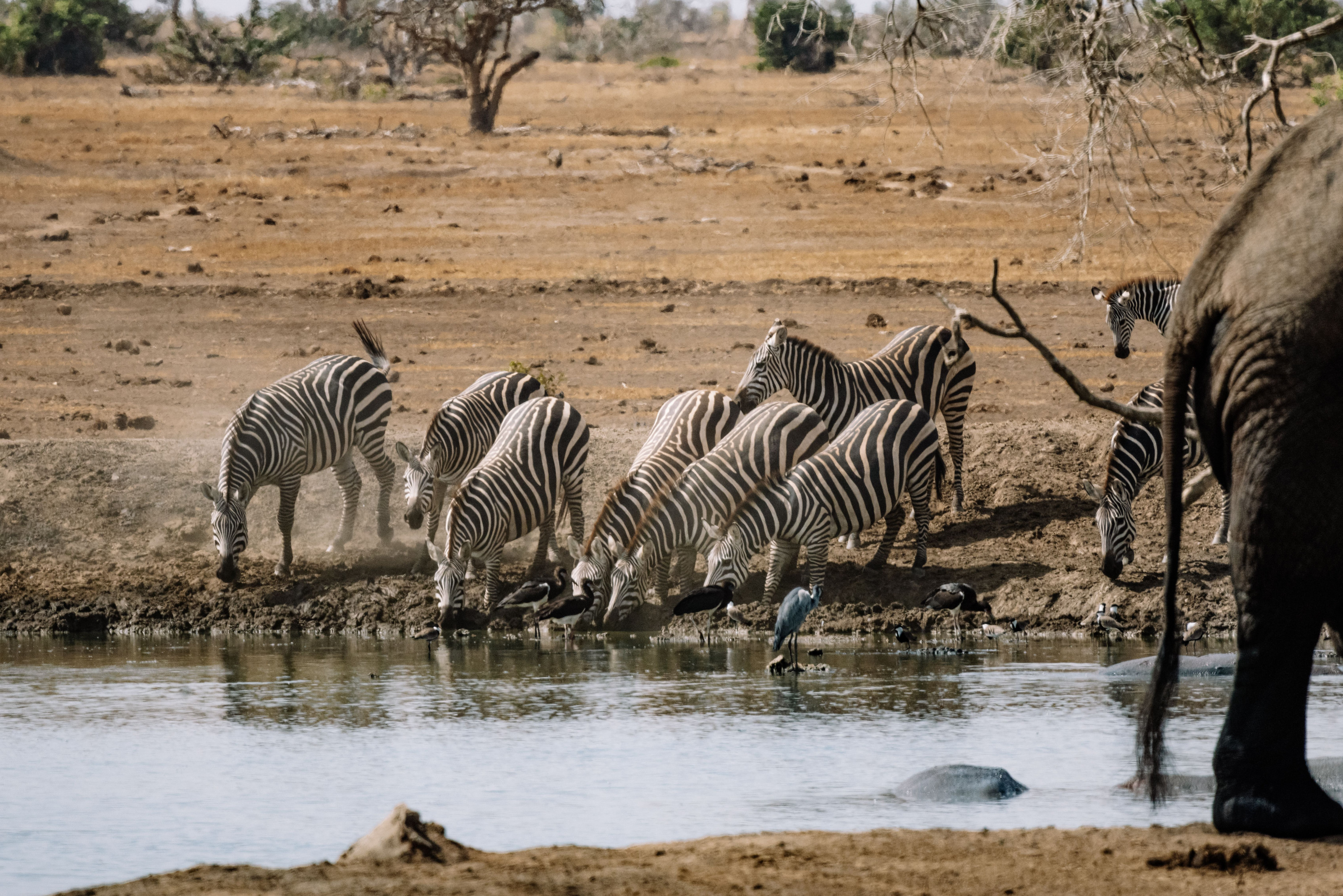 A group of zebras gathers at a waterhole on the open savanna.
