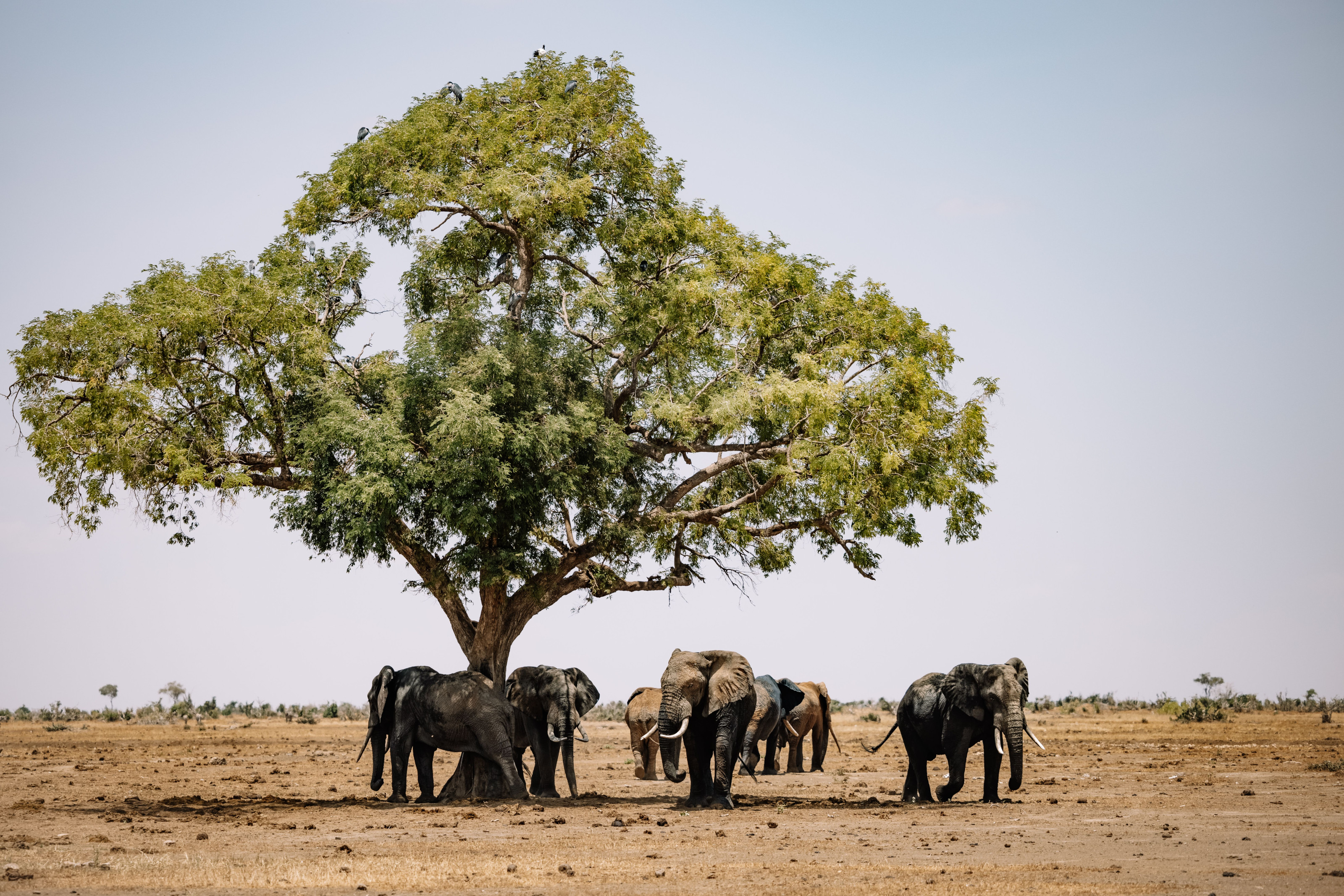 A herd of elephants gathers in the shade beneath a large spreading tree on the plains.
