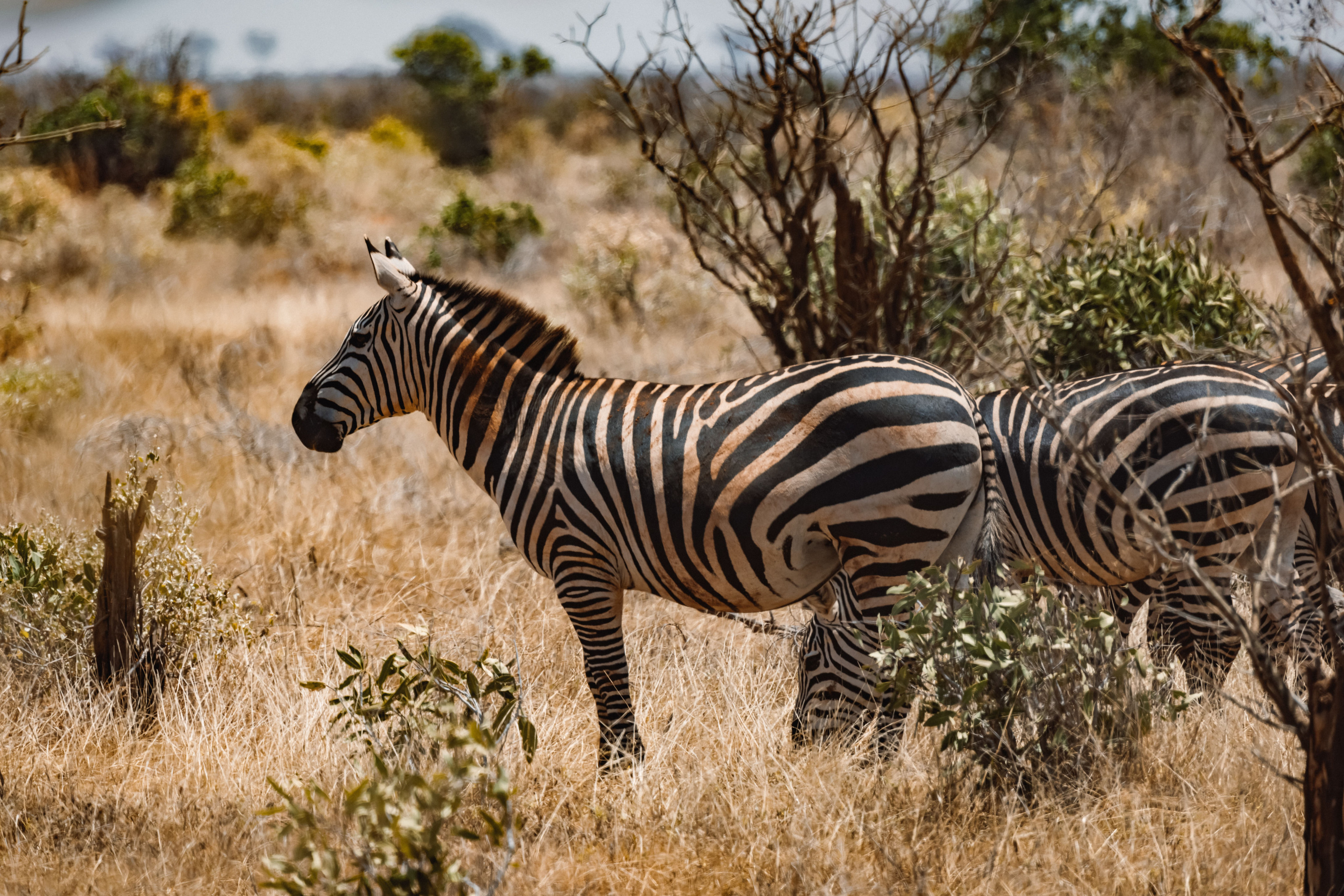 A close view of a zebra's bold black-and-white striped coat.