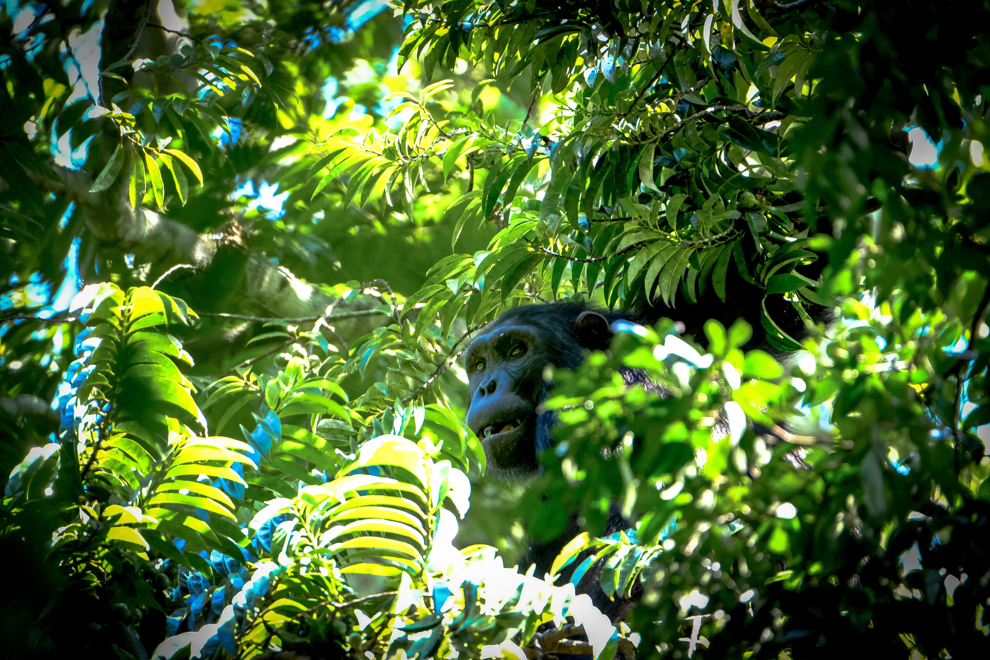 A chimpanzee peers out from behind a curtain of vivid green rainforest foliage.