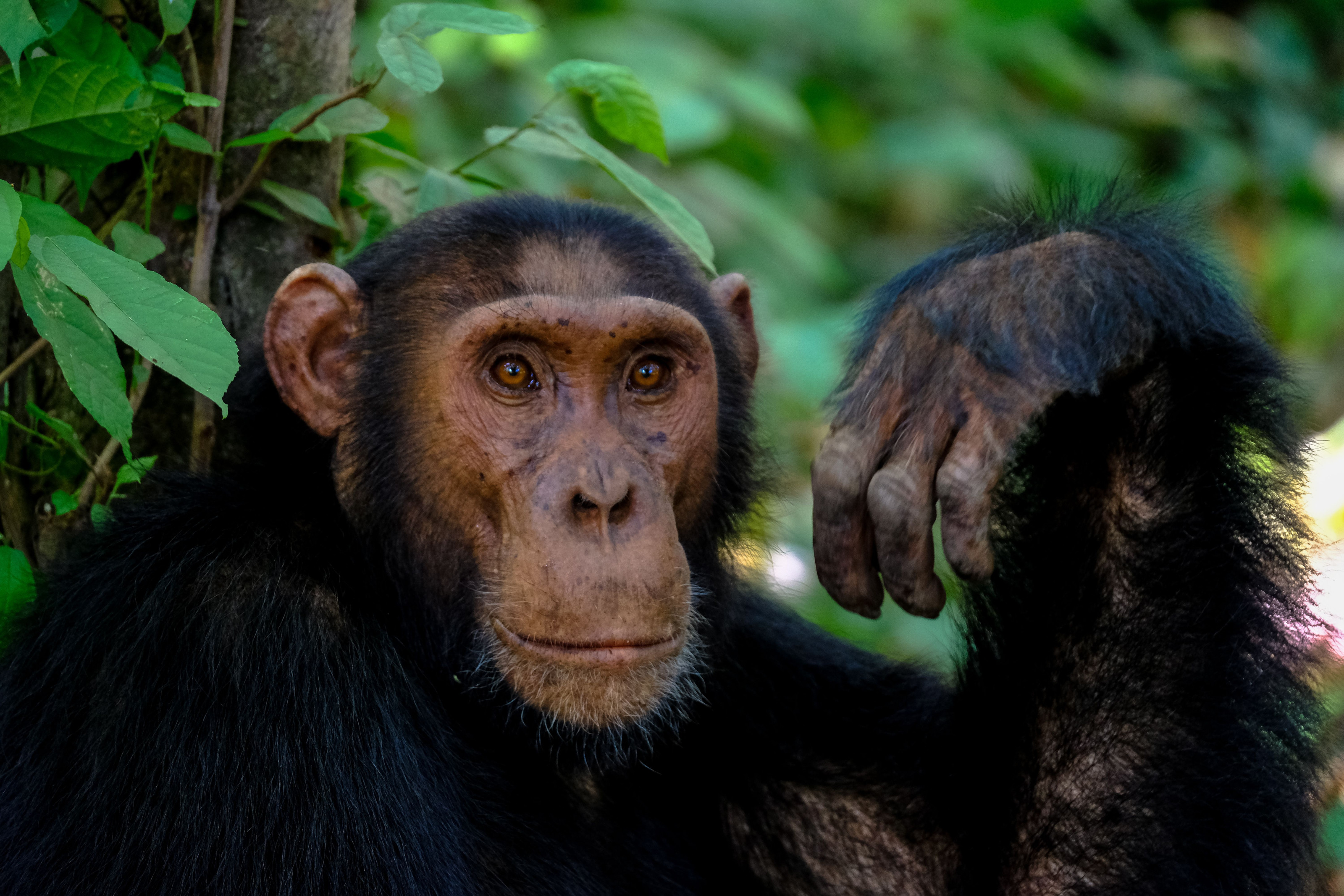 A wild chimpanzee sits amid dense green foliage deep in the rainforest canopy.