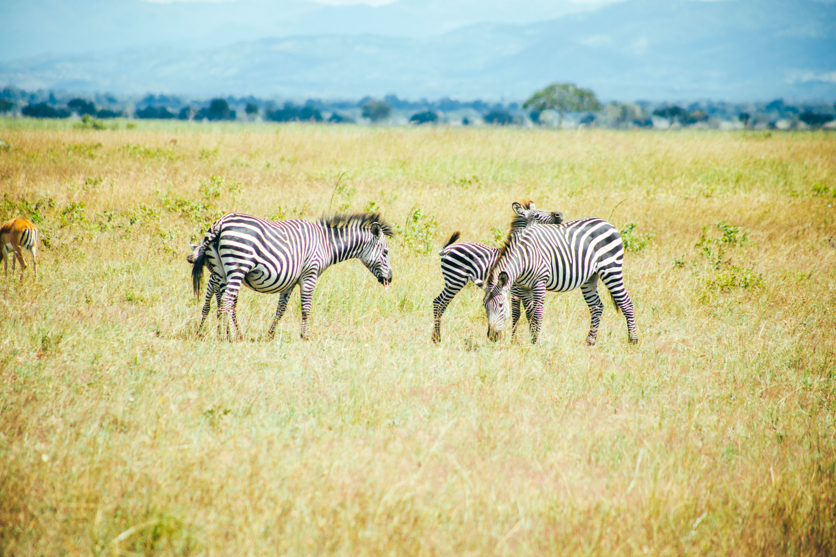 A herd of zebra grazes together across an open grassy plain.