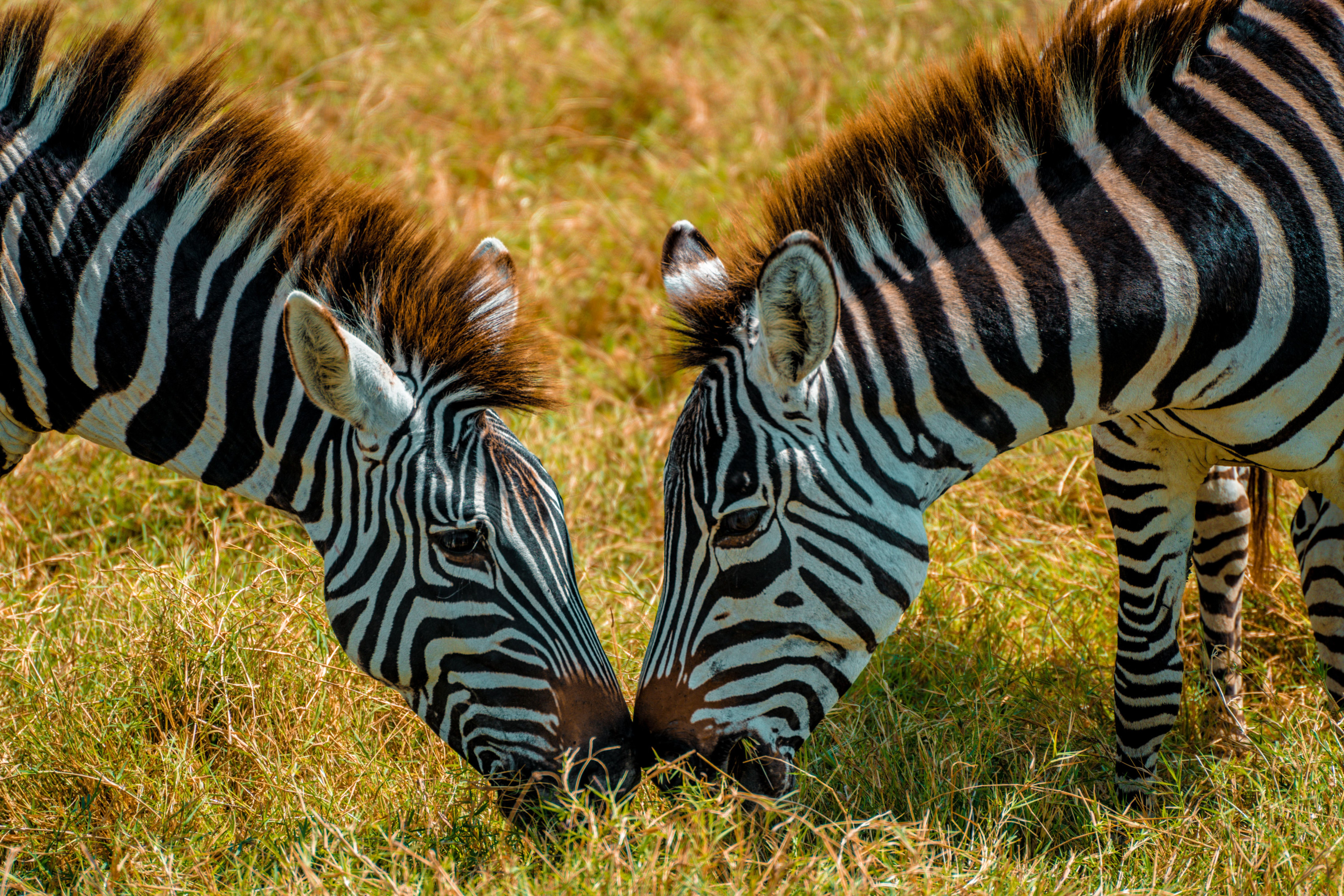 A close view of two zebras grazing side by side on short grassland.