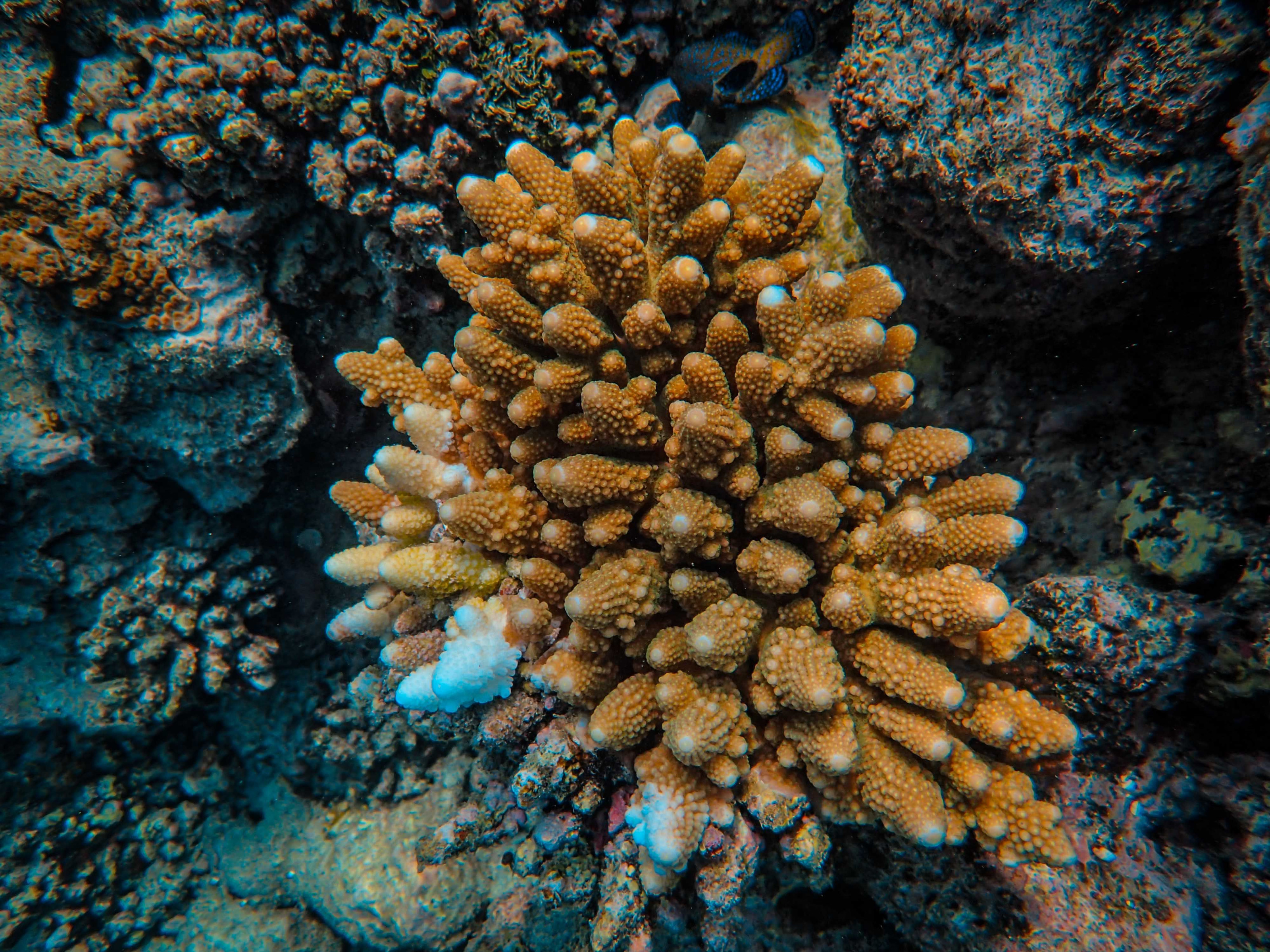 Close detail of a colourful coral reef formation beneath clear tropical water.