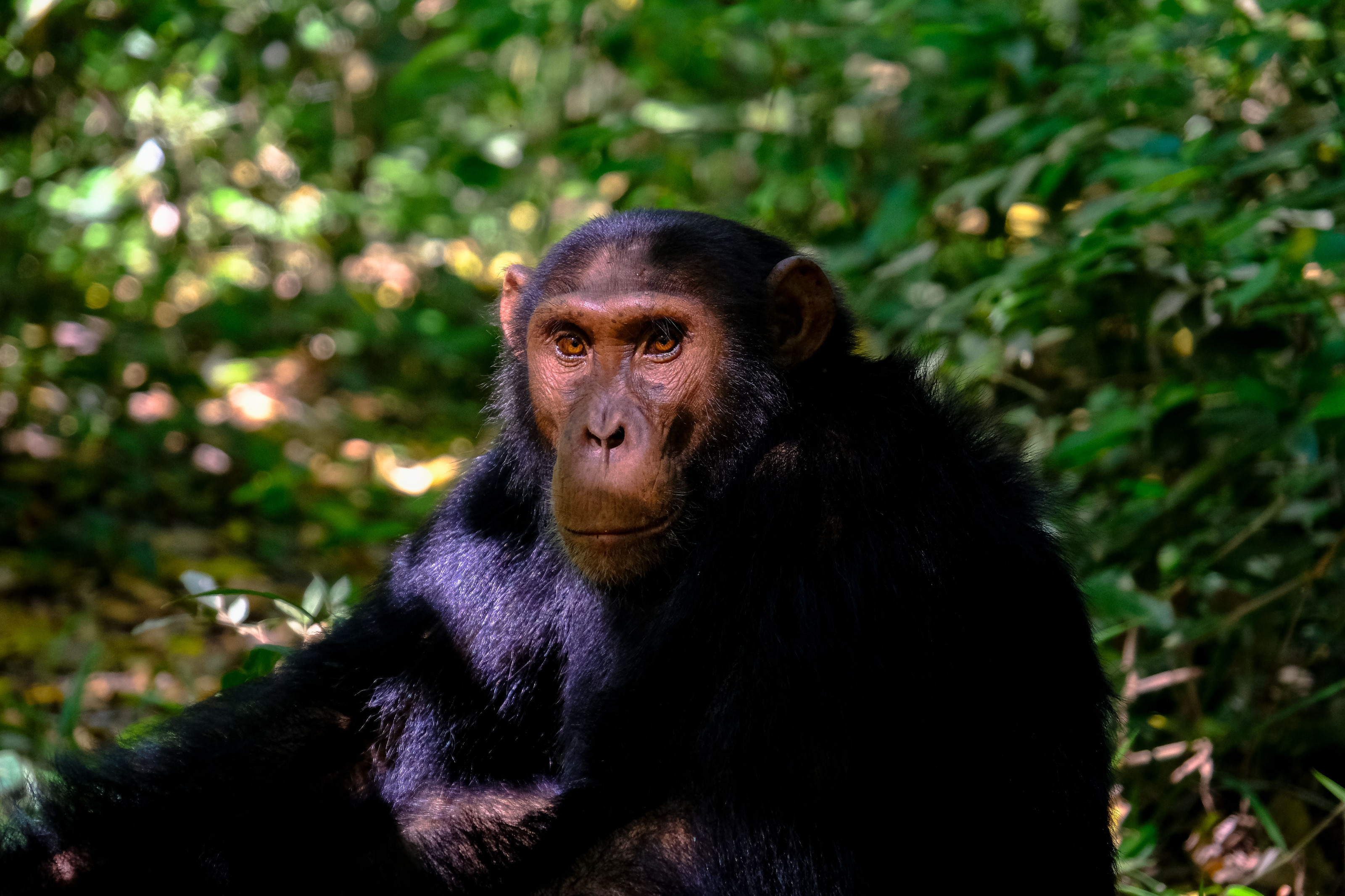 A close view shows the textured fur and expressive face of a chimpanzee in the rainforest.