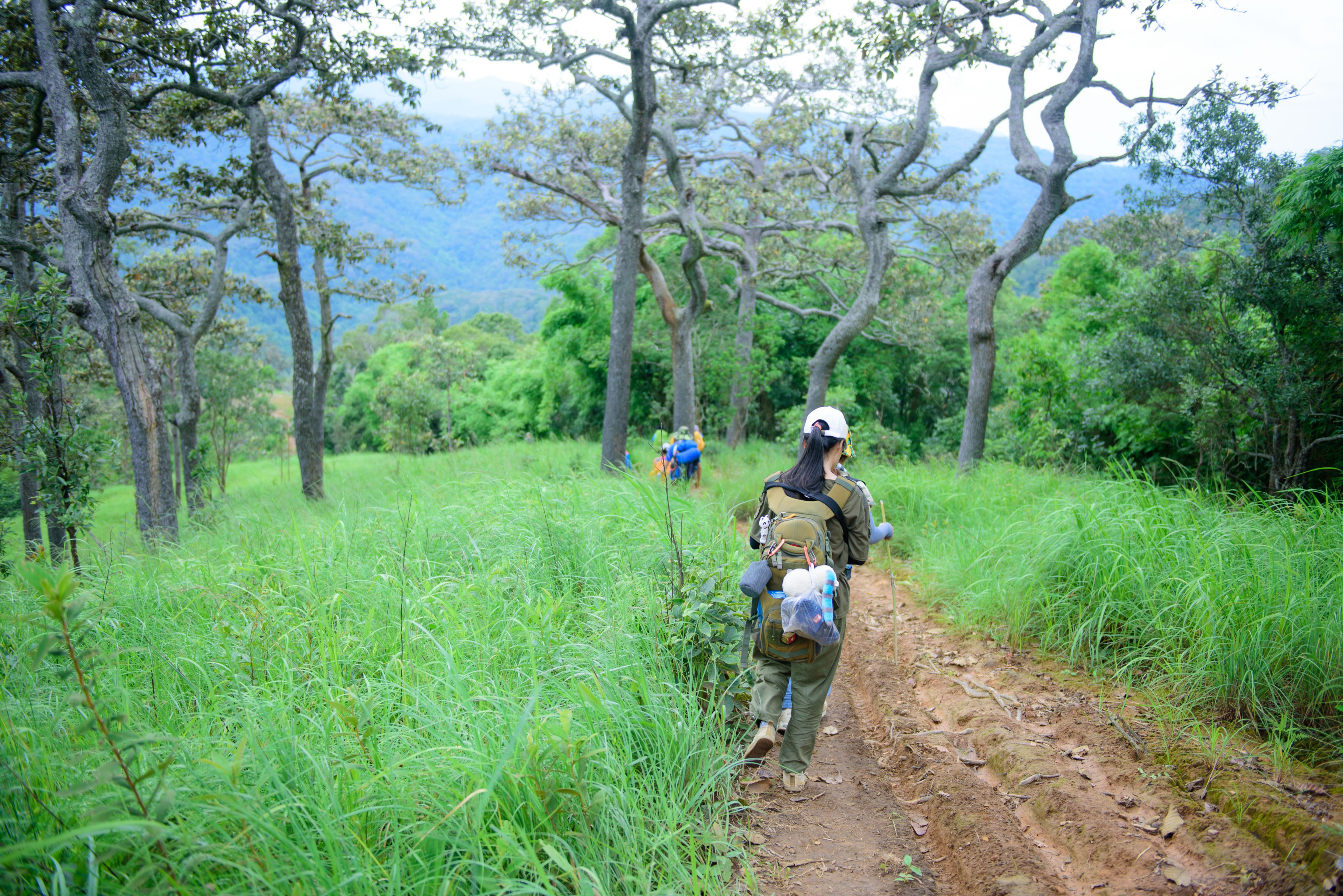 Trekkers follow a vivid green forest trail on a guided walk through the highlands.