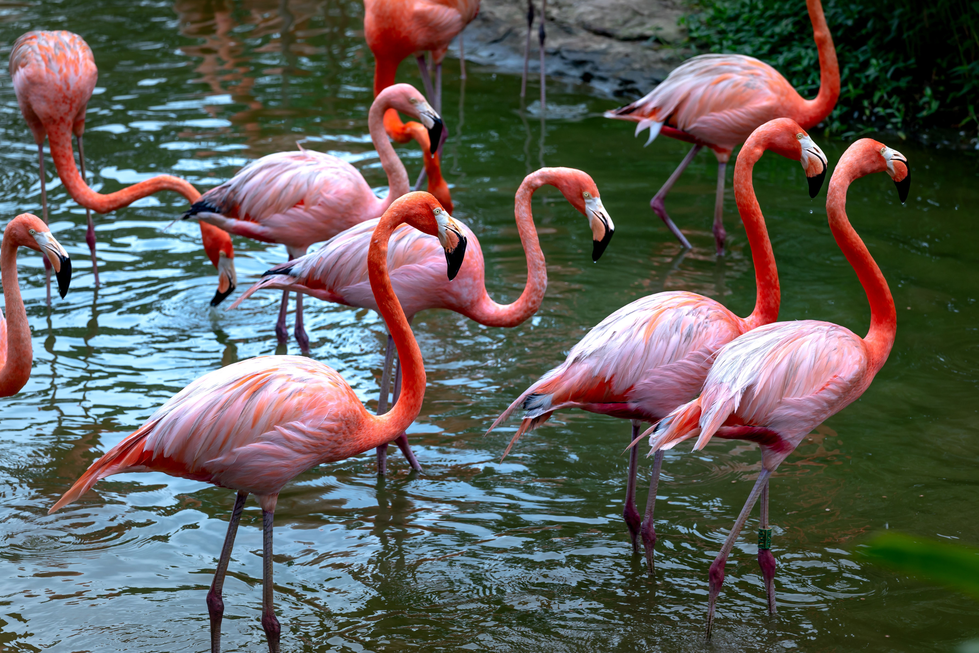 A group of flamingos stands gracefully in shallow water, their pink plumage glowing in soft light.
