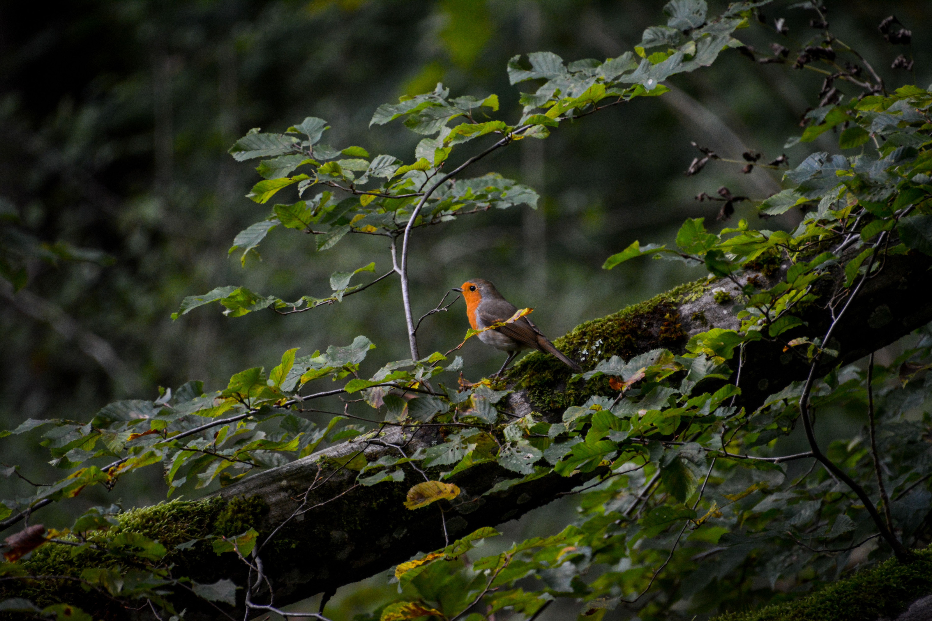 A small forest bird perches on a moss-covered branch amid vibrant green leaves.