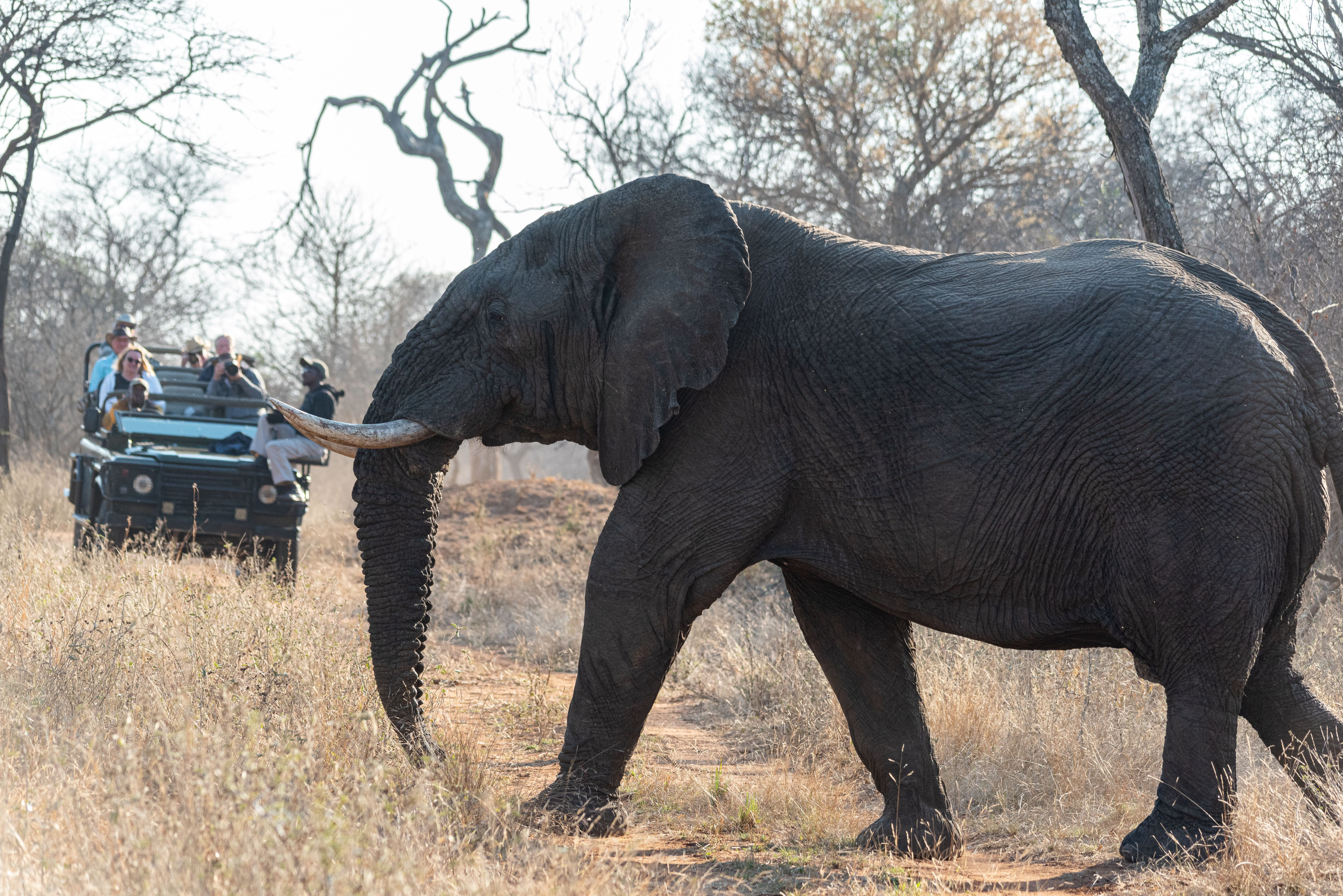 Safari visitors watch an African elephant up close from their vehicle.
