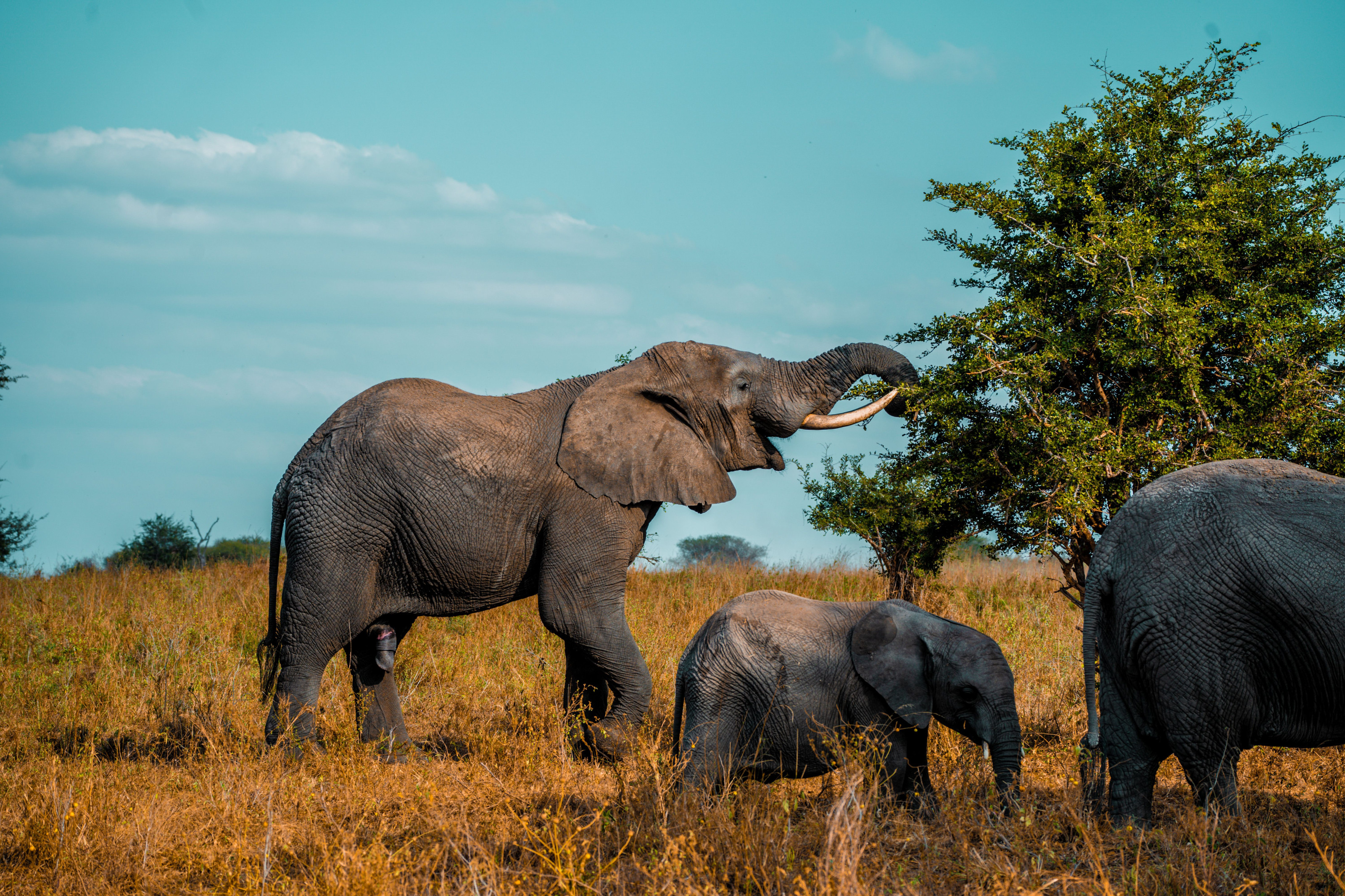 An elephant calf forages alongside its family in the lush green grass of the savanna.