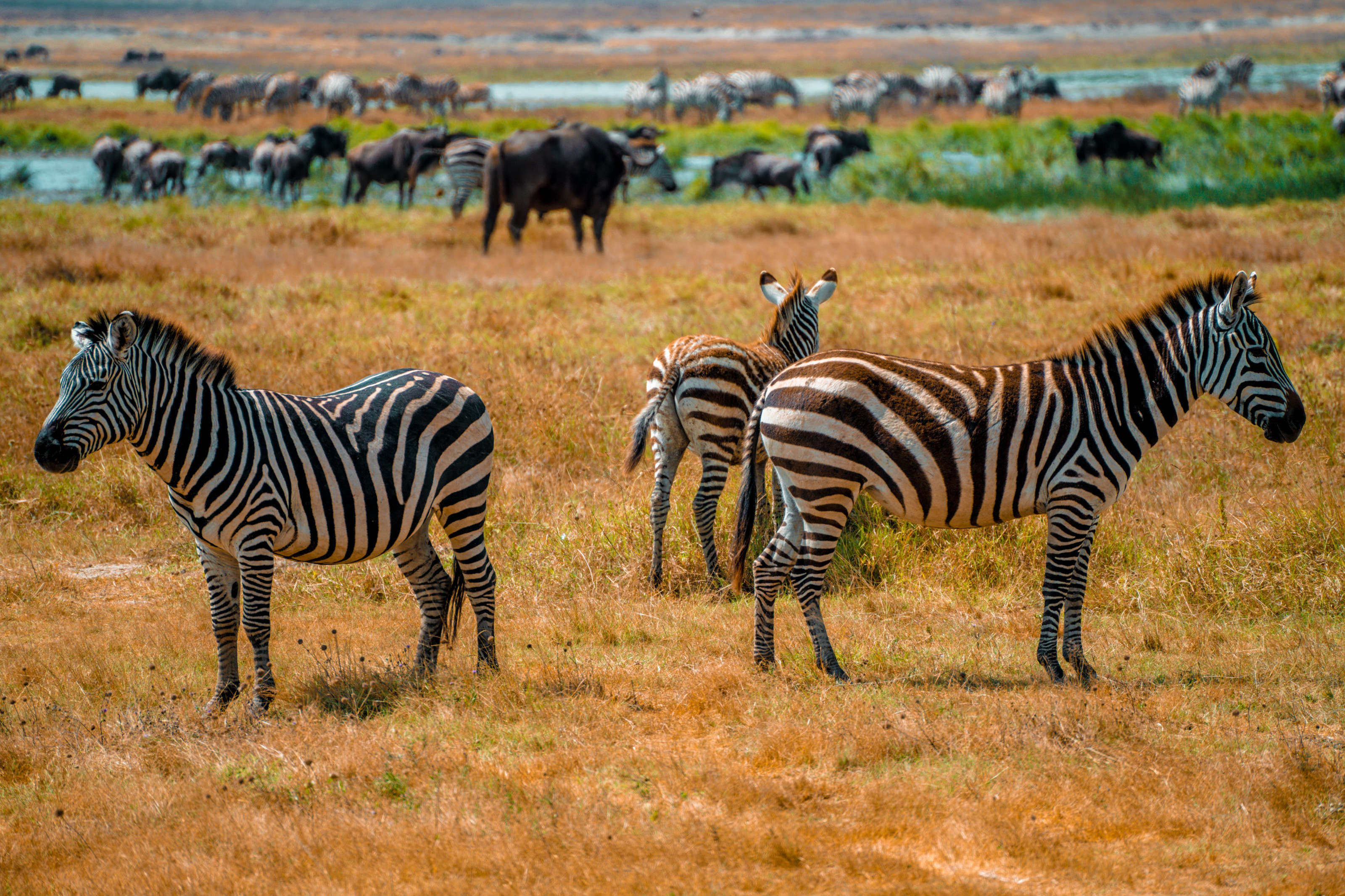 Ngorongoro Crater