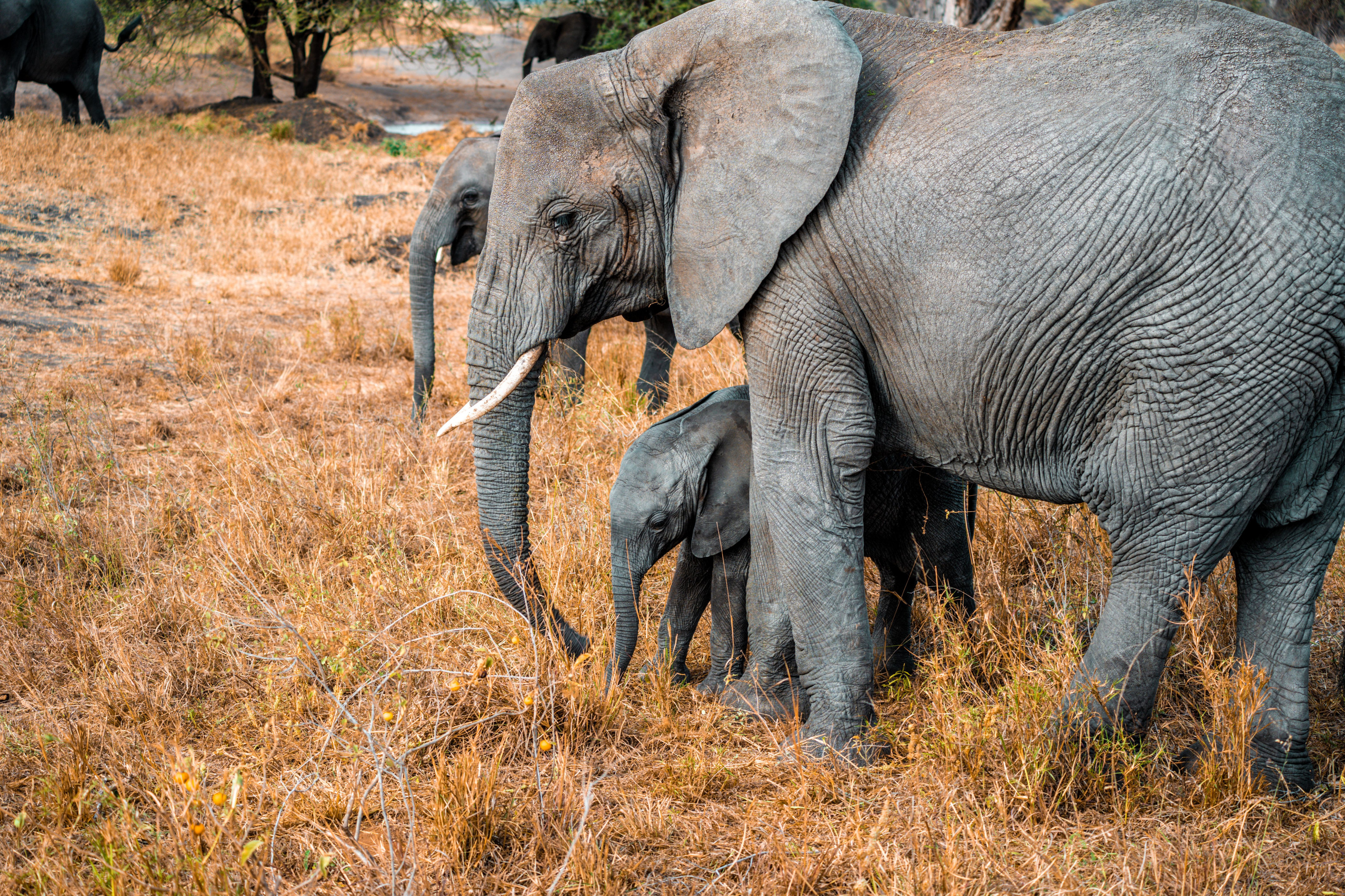 A close view of elephants standing together, their wrinkled skin and tusks in sharp detail.