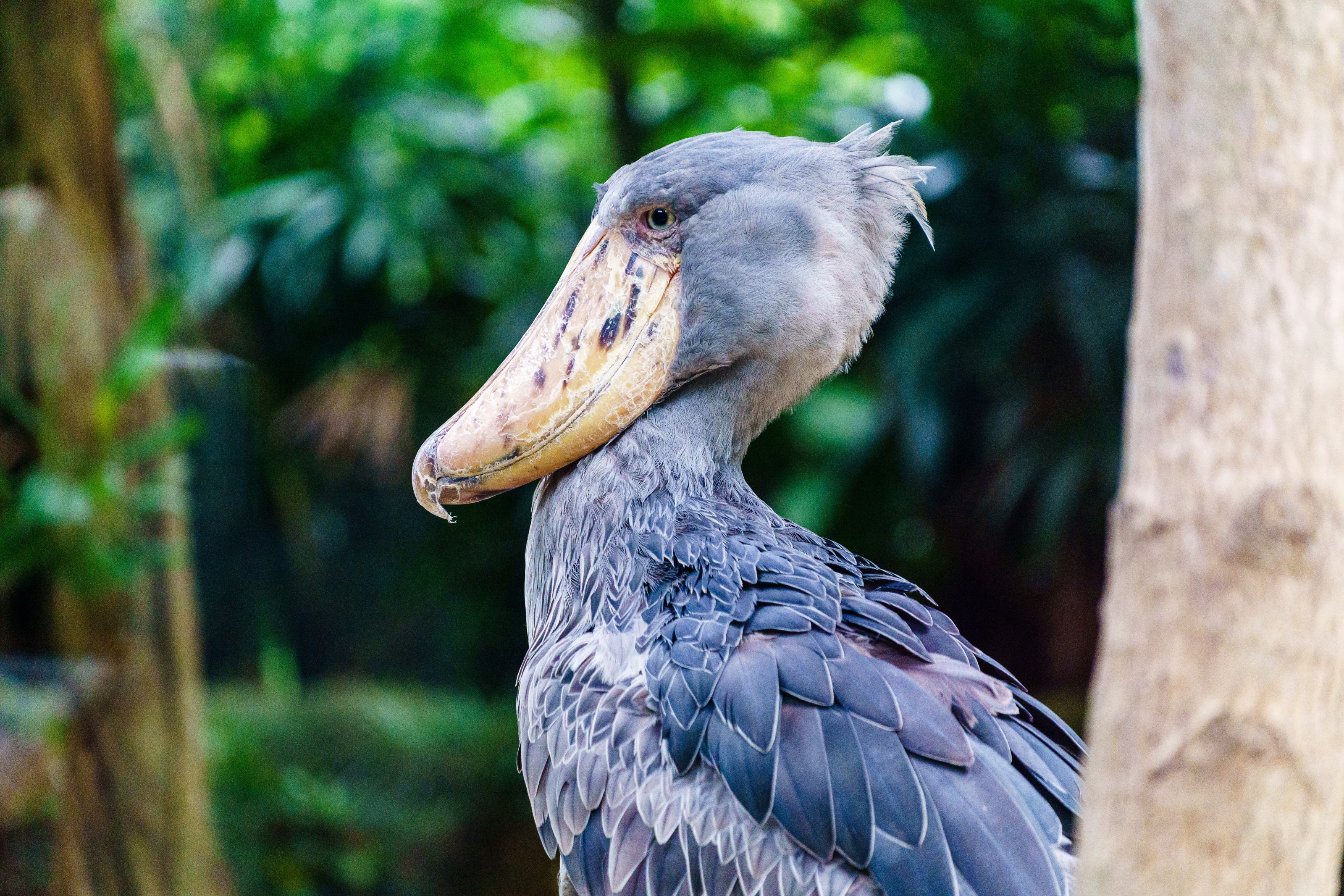 A shoebill stork stands motionless amid the greenery of a tropical wetland forest.