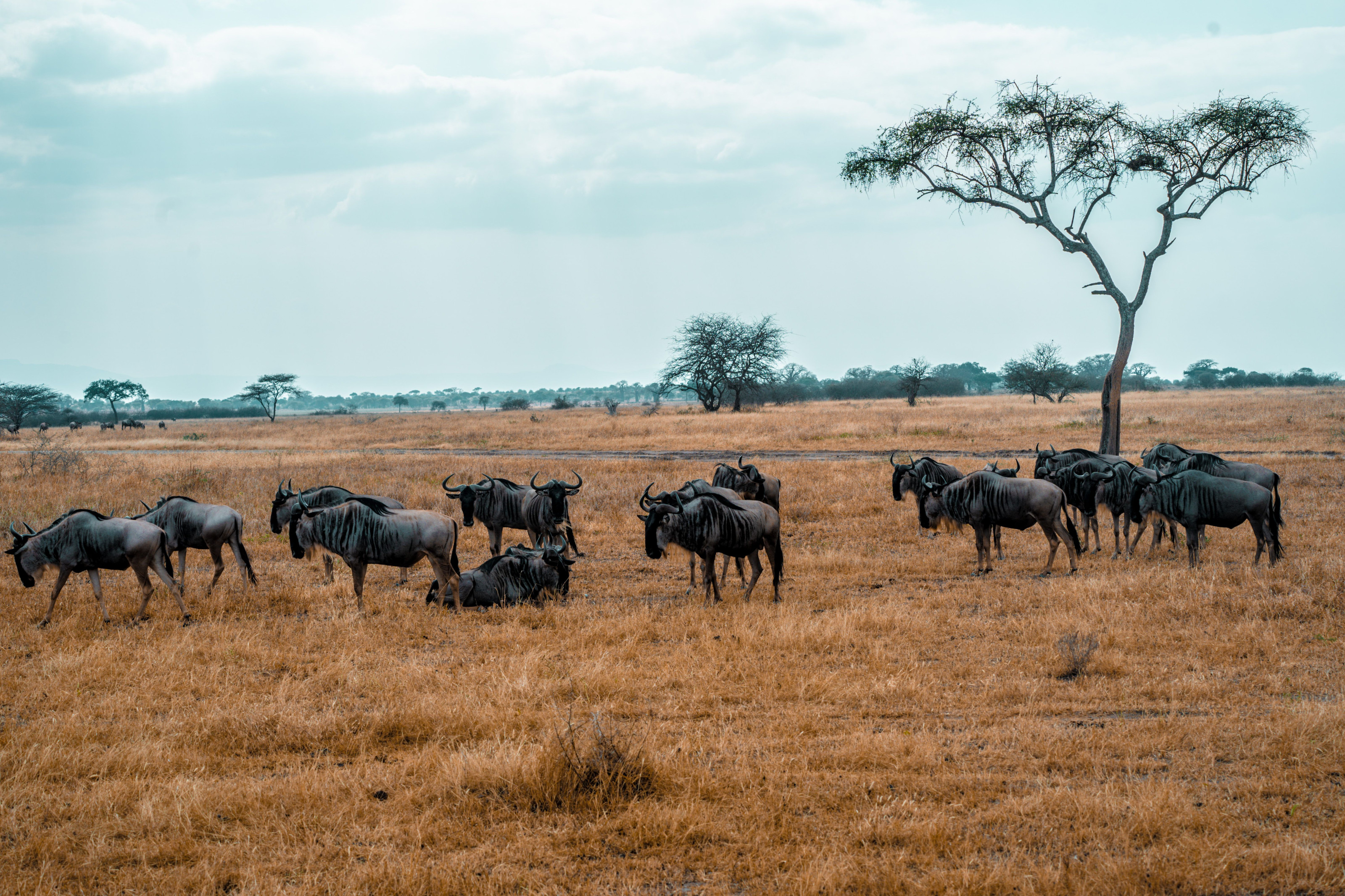 A herd of wildebeest grazes across the wide open savanna beneath a vast sky.