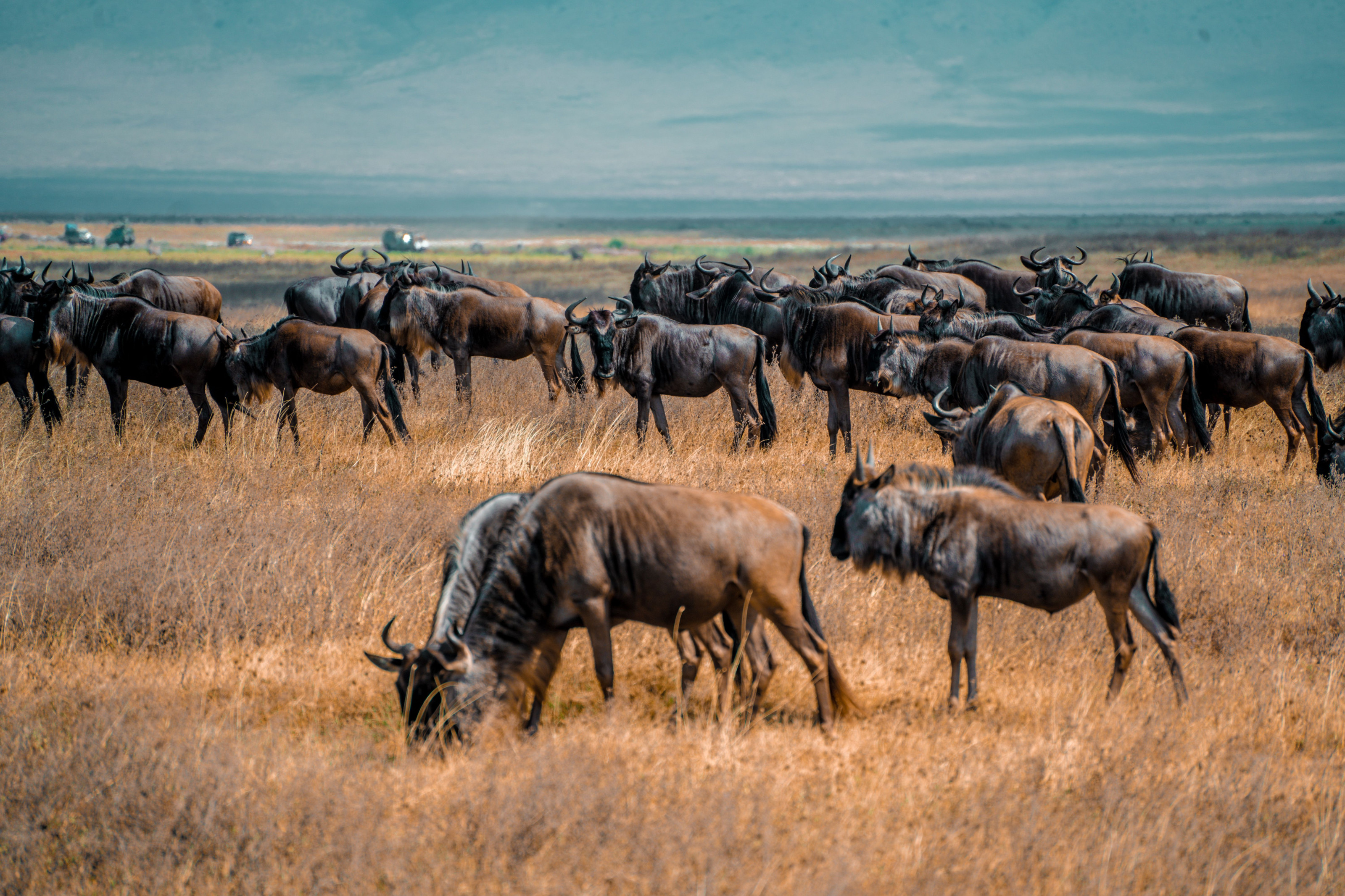 A large herd of wildebeest grazes across the wide grassy floor of a highland crater.