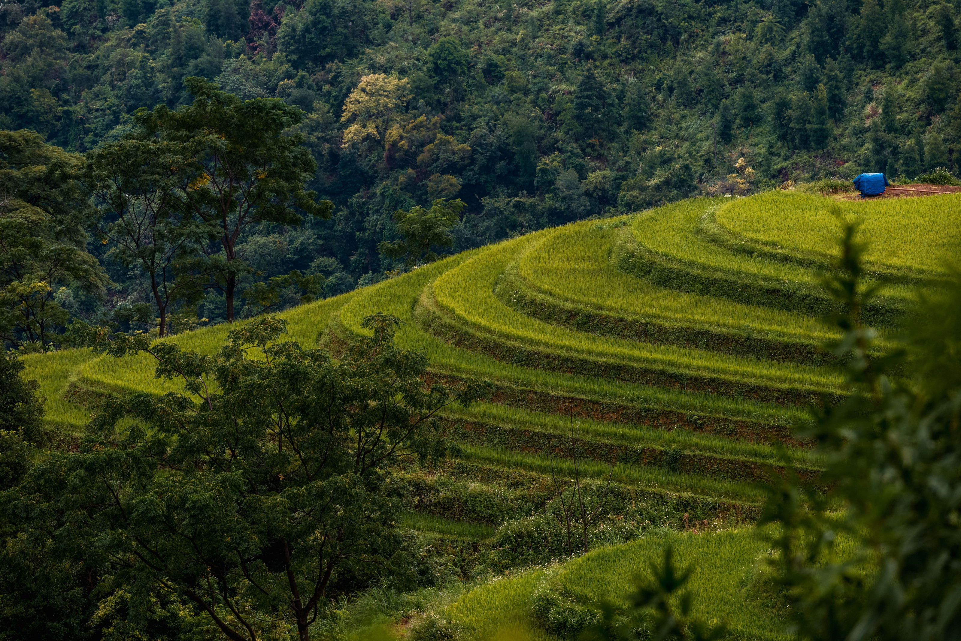 Vivid green terraced hillsides give way to dense forest along the horizon.