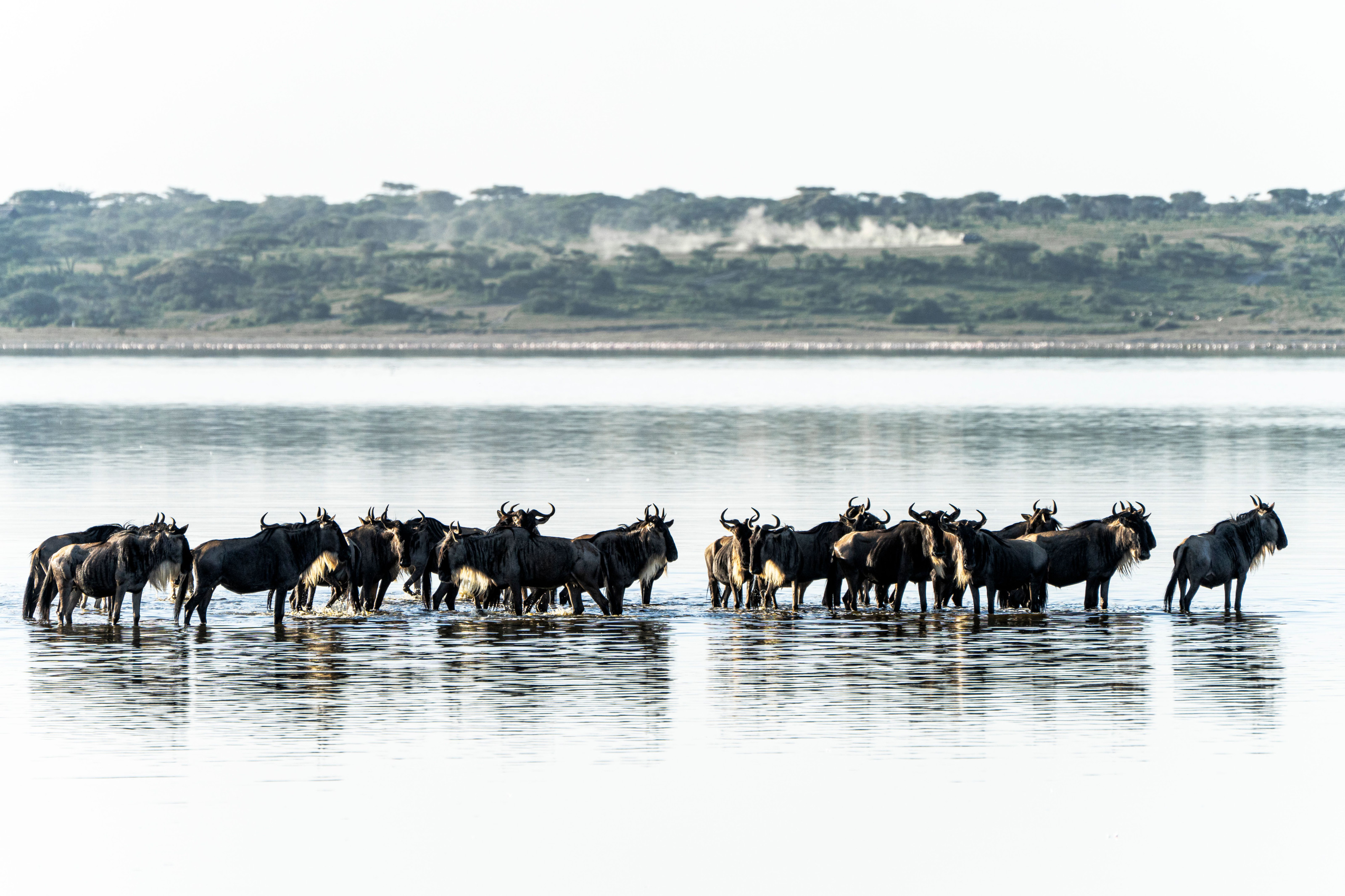 A large herd of wildebeest wades through a river during the Great Migration in the Mara region.