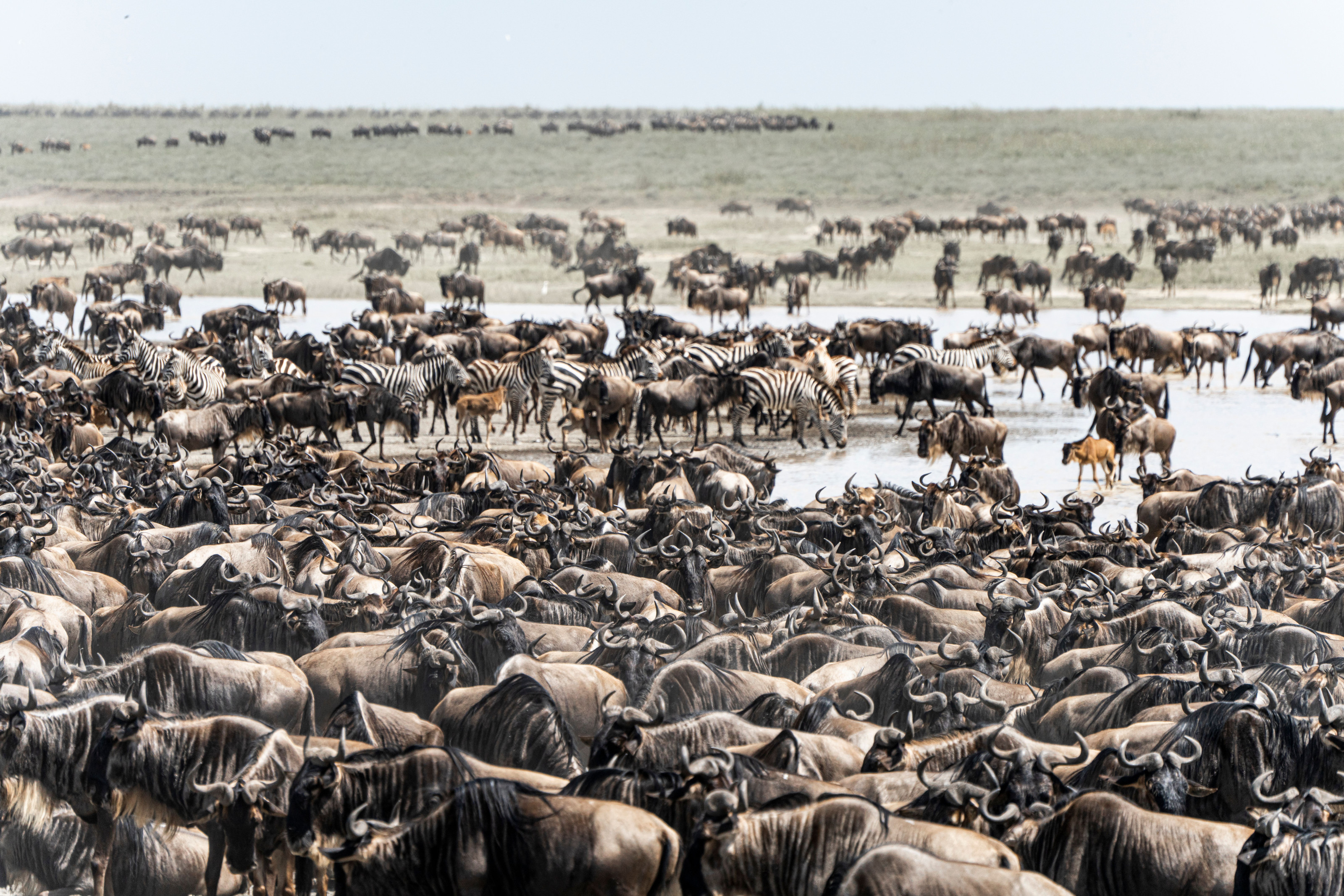 An aerial view captures vast herds of wildebeest and zebra streaming across the Mara plains.