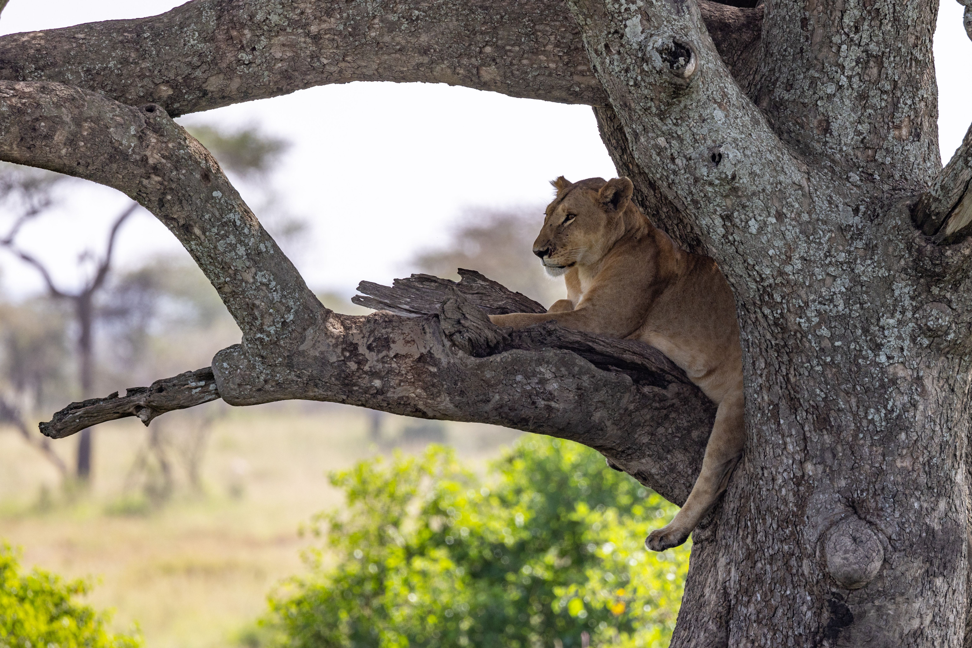 A lioness stretches out and rests along a thick tree branch above the Lake Manyara woodland.