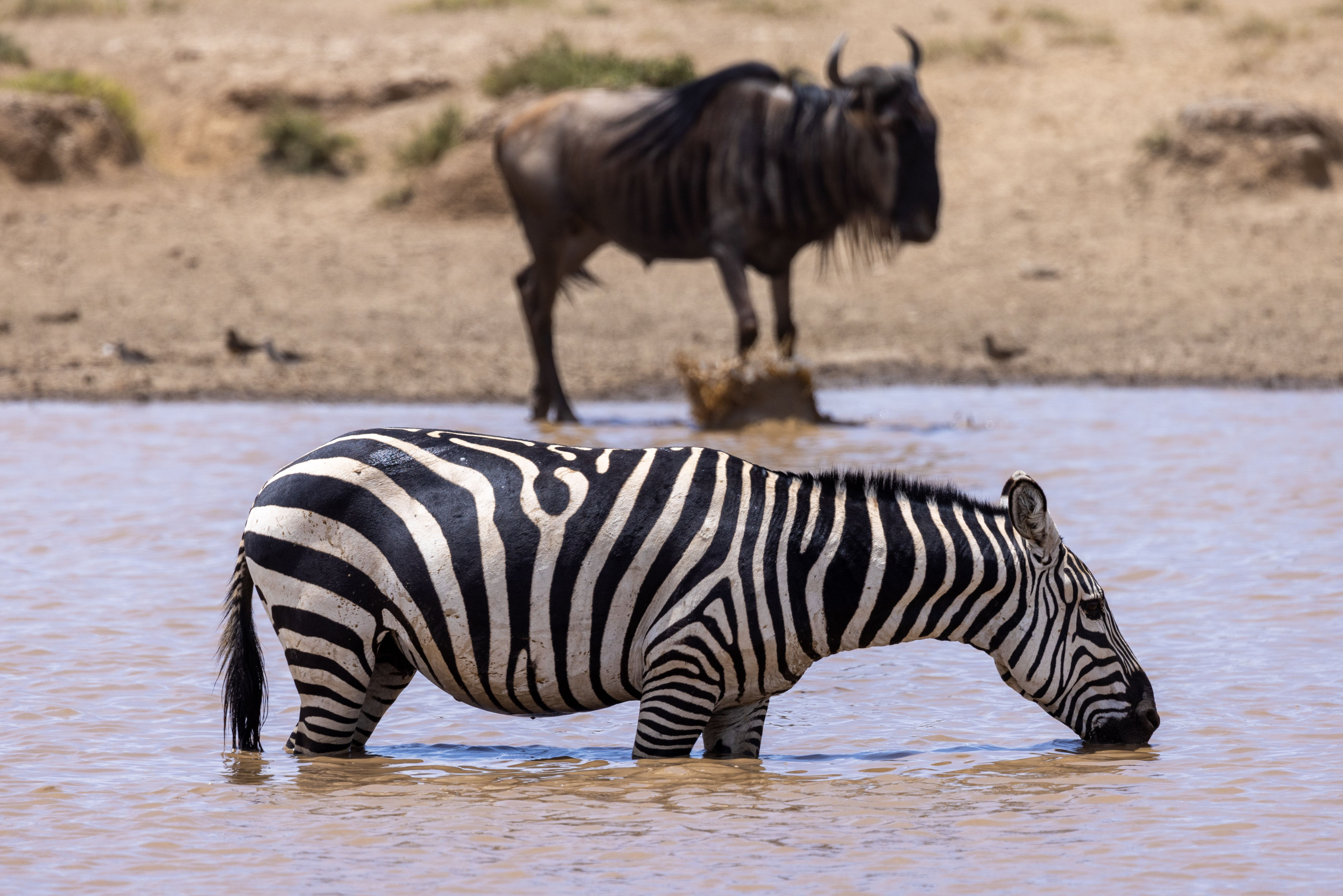 A zebra drinks from a river while a wildebeest looks on in the background.