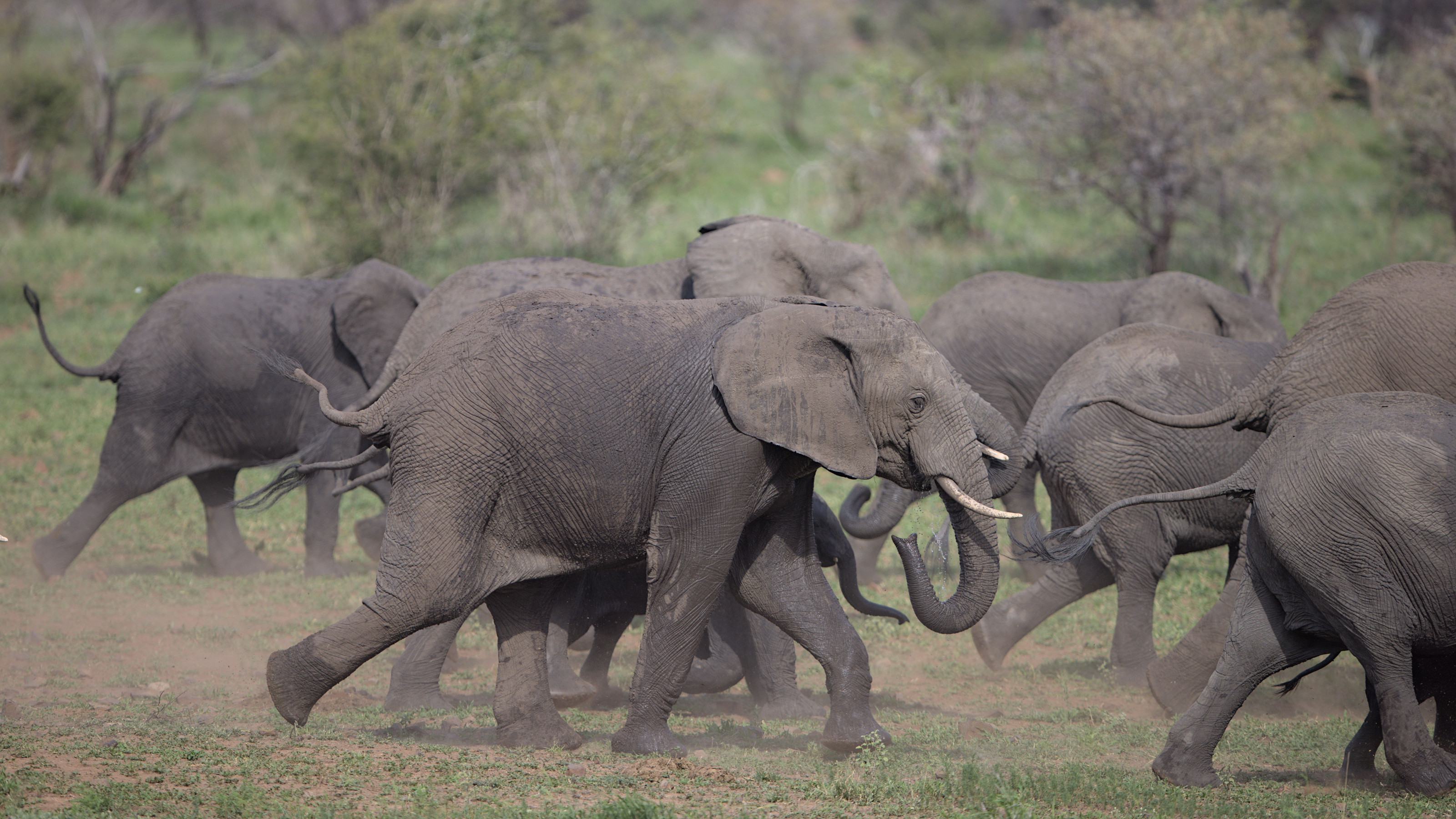A herd of elephants kicks up dust as it moves across the dry-season savanna.