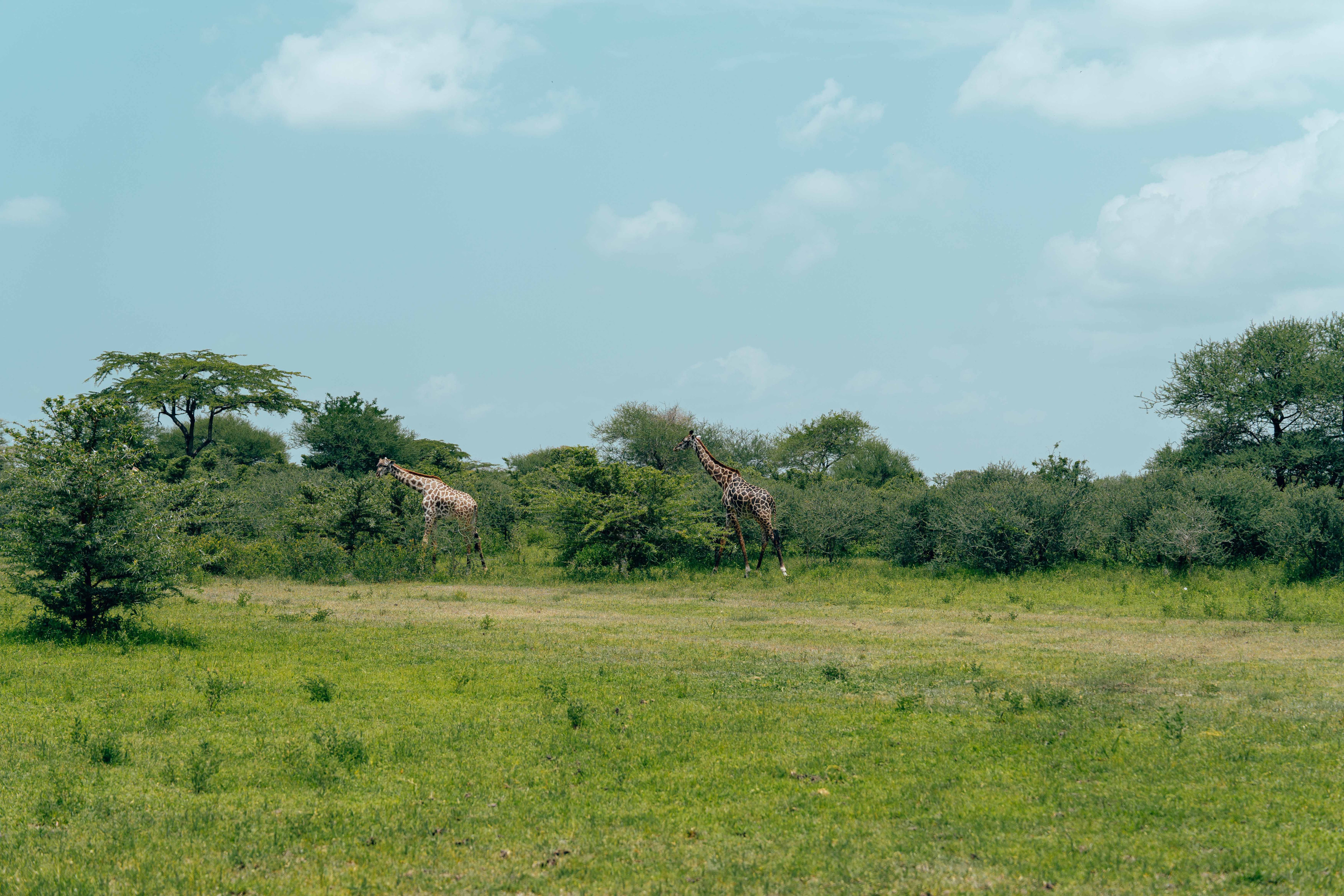 Akagera National Park