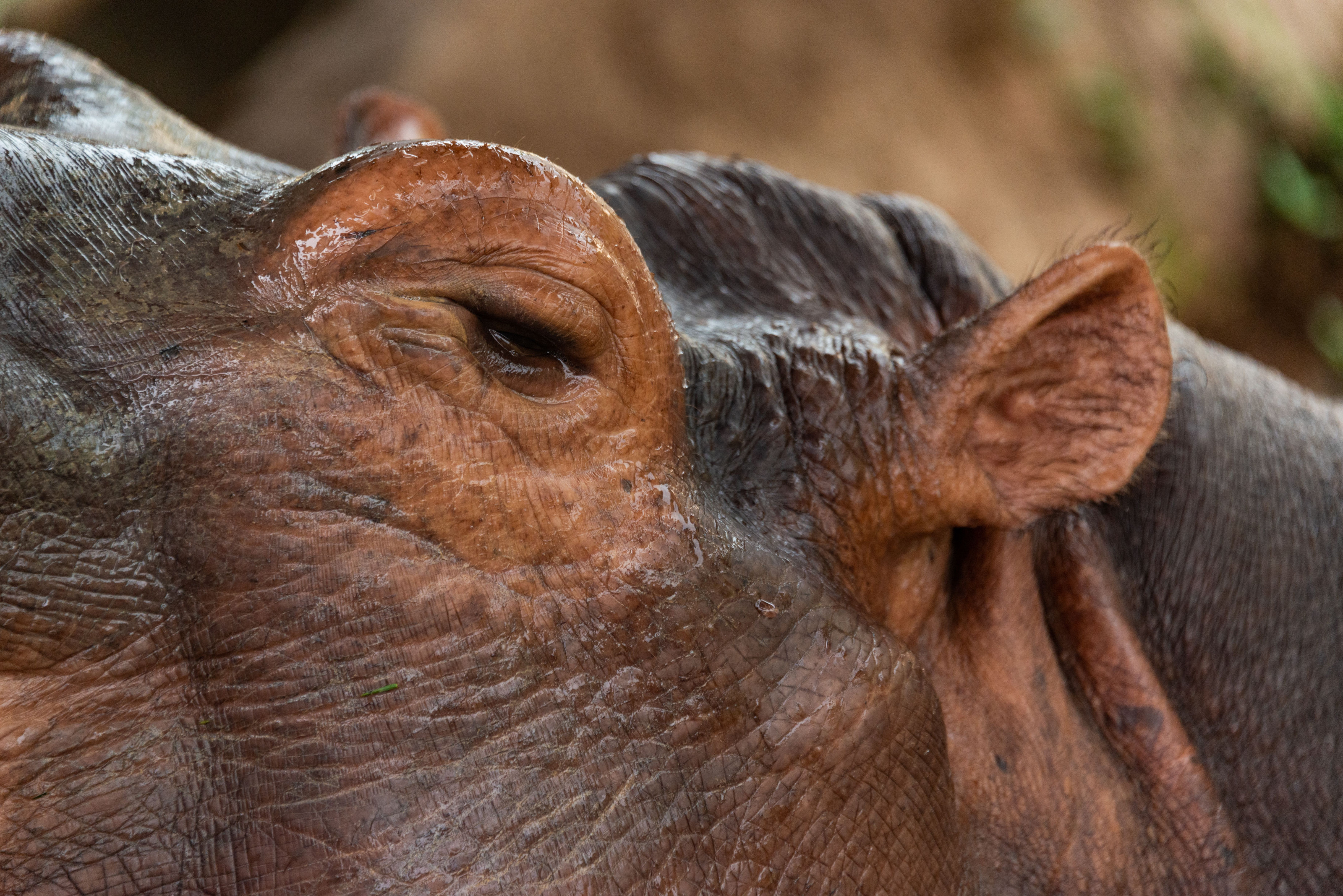 A hippopotamus rests at the water's surface, its eyes and ears just breaking the waterline.