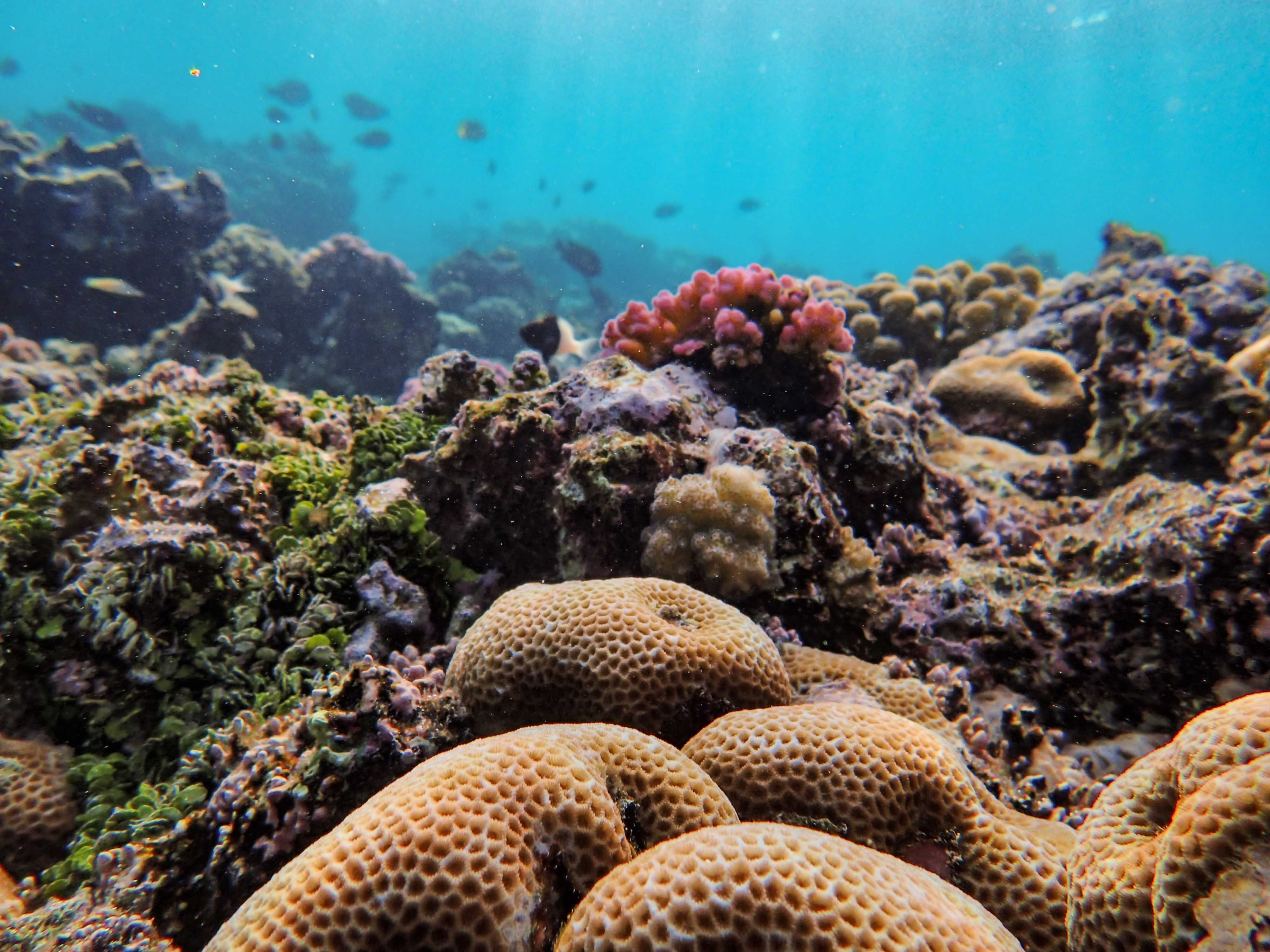 Small tropical fish dart among branching coral on a shallow reef.
