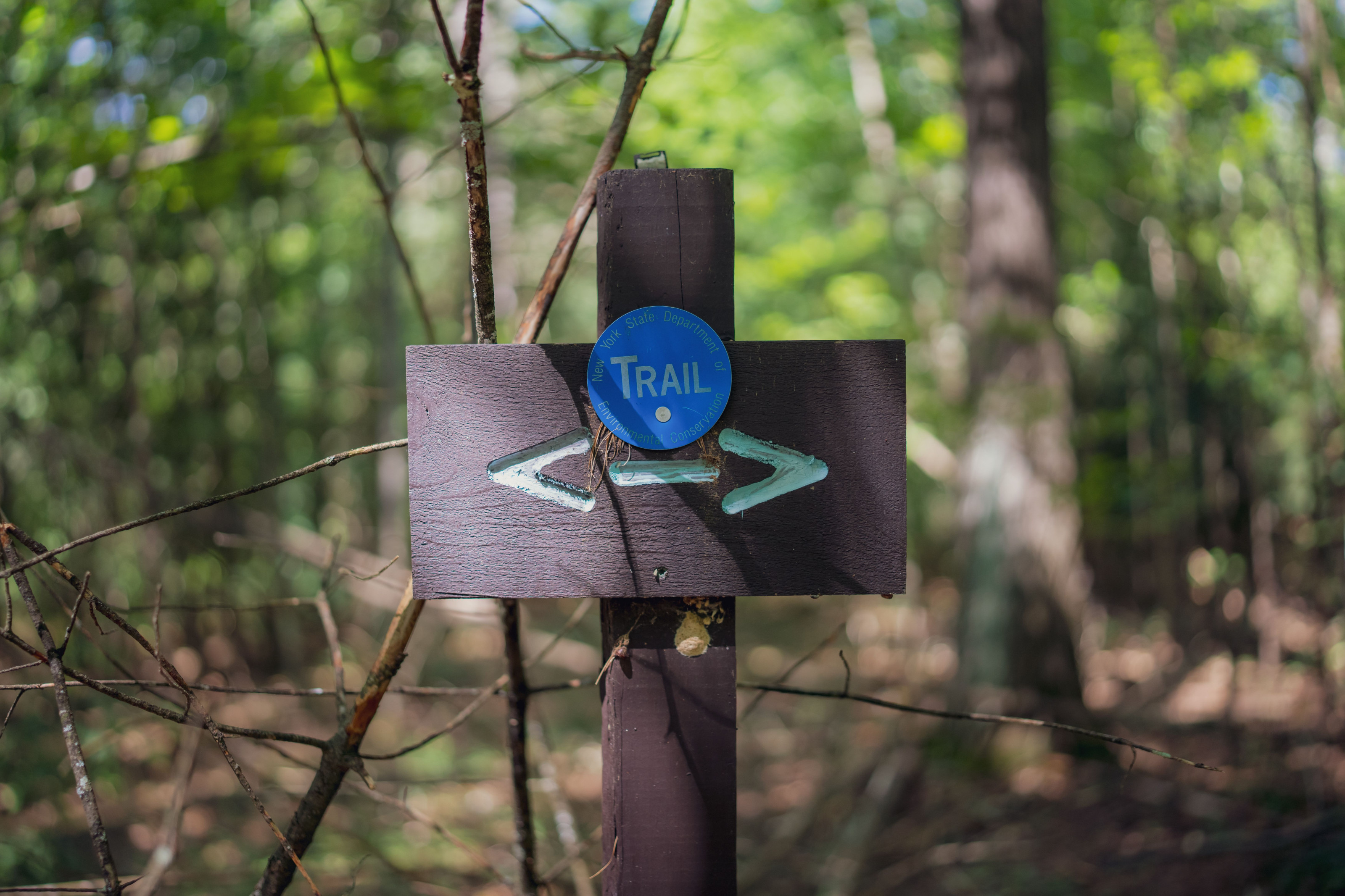 A weathered wooden trail signpost with directional arrows stands at a forest junction dappled with sunlight.