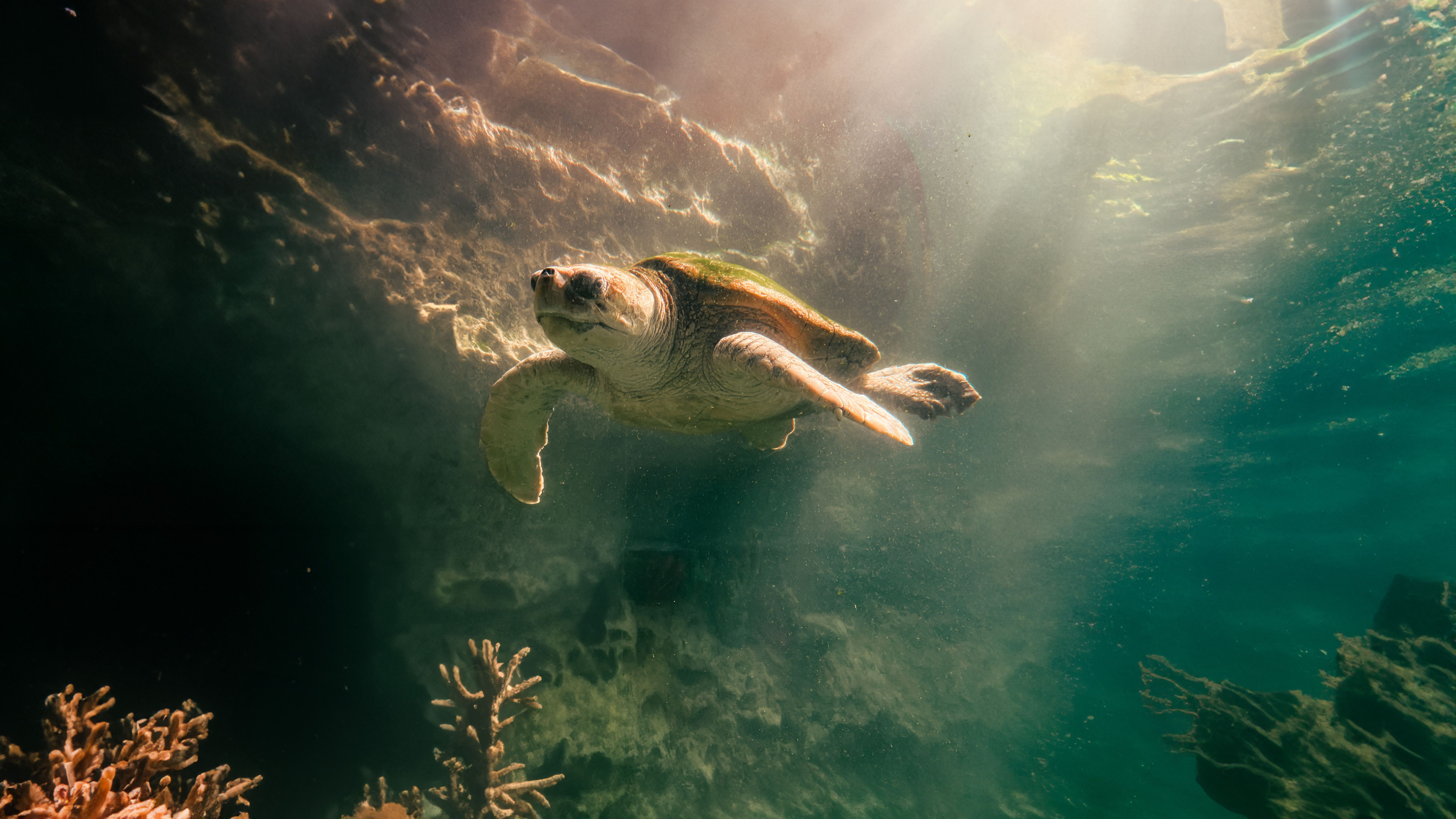 Sunlight streams through the water as a sea turtle glides gracefully past a coral outcrop.