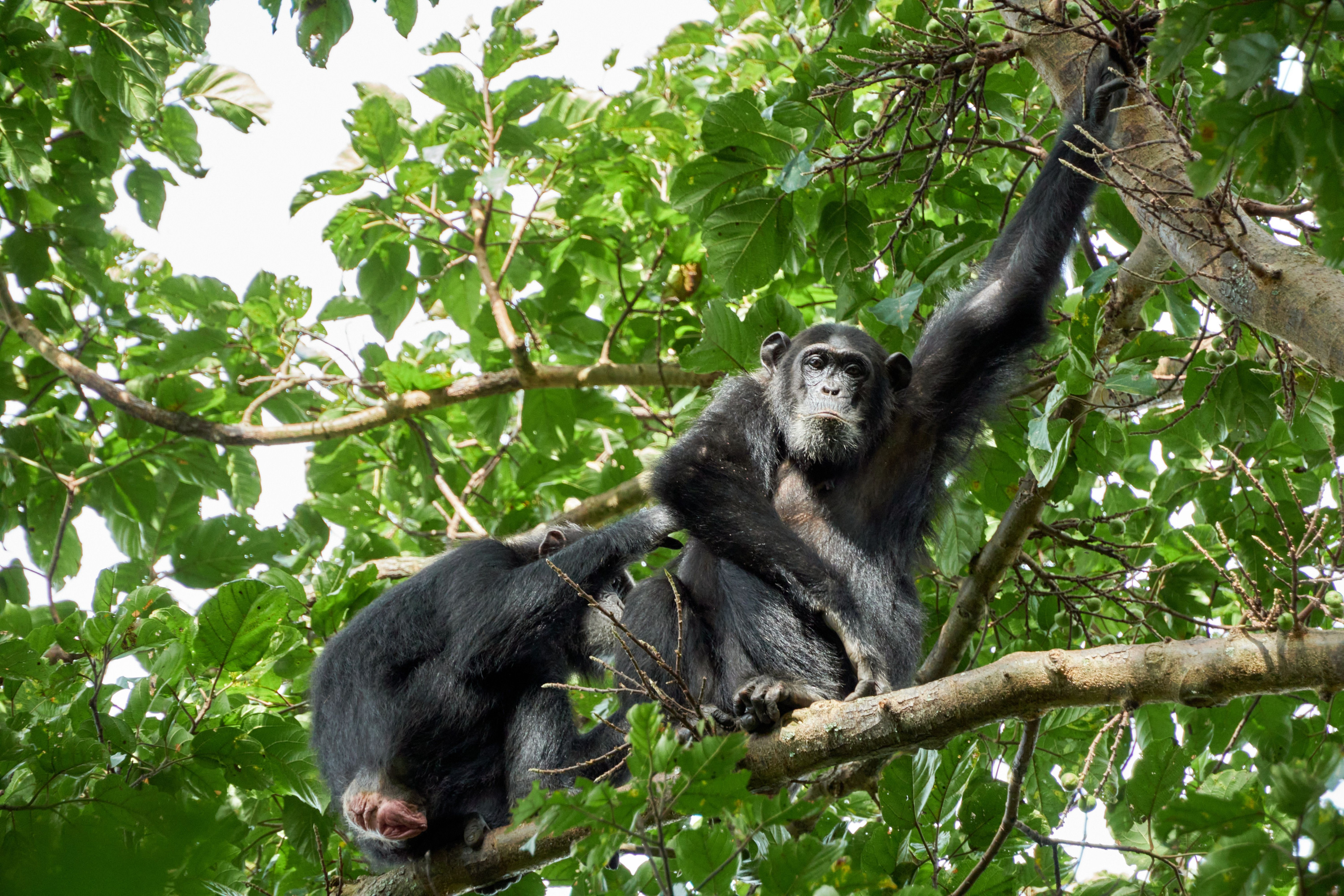 Two chimpanzees relax together on a thick tree branch in dense forest canopy.