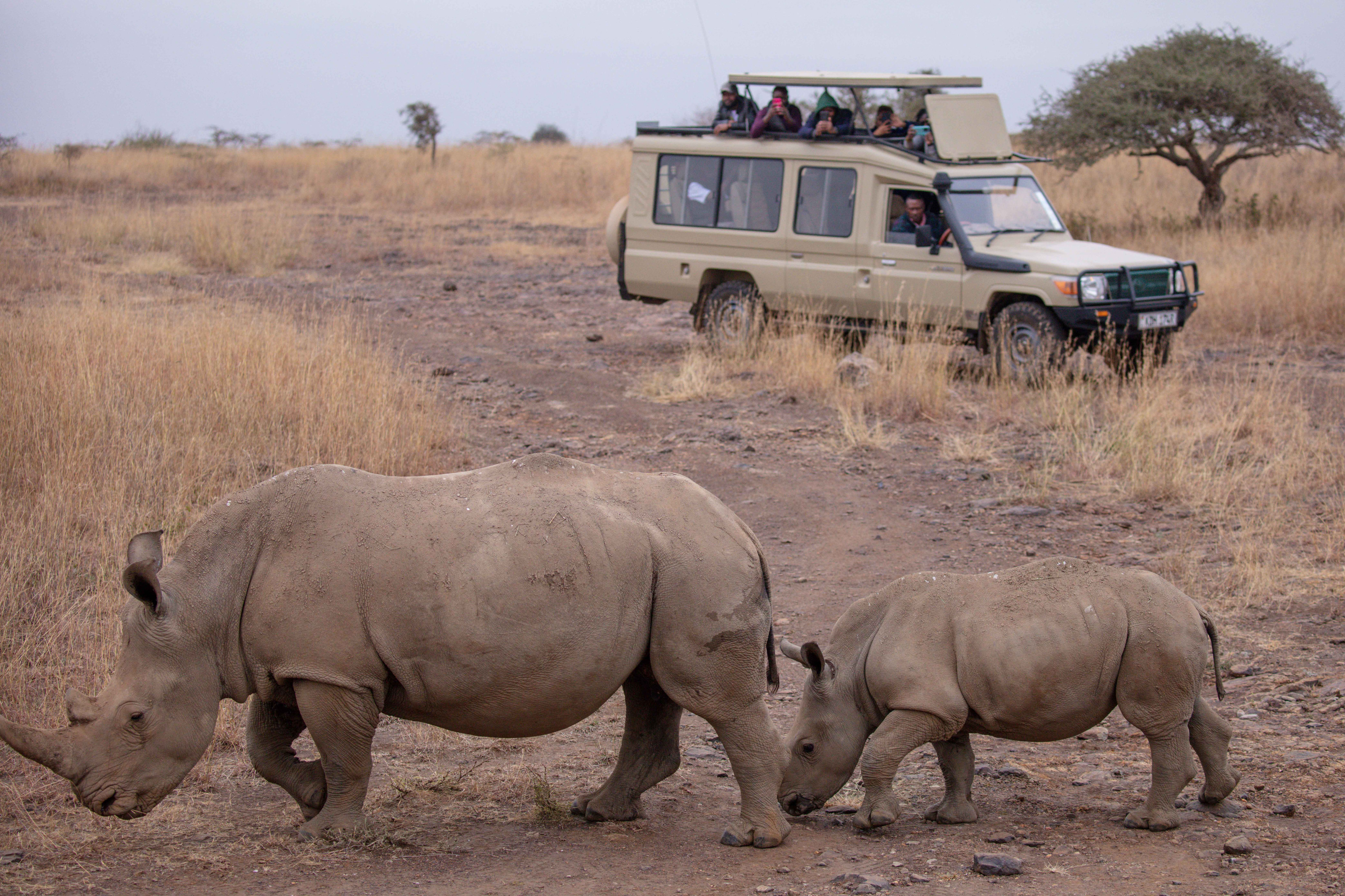 Visitors on foot observe rhinos at close range during a guided safari walk.