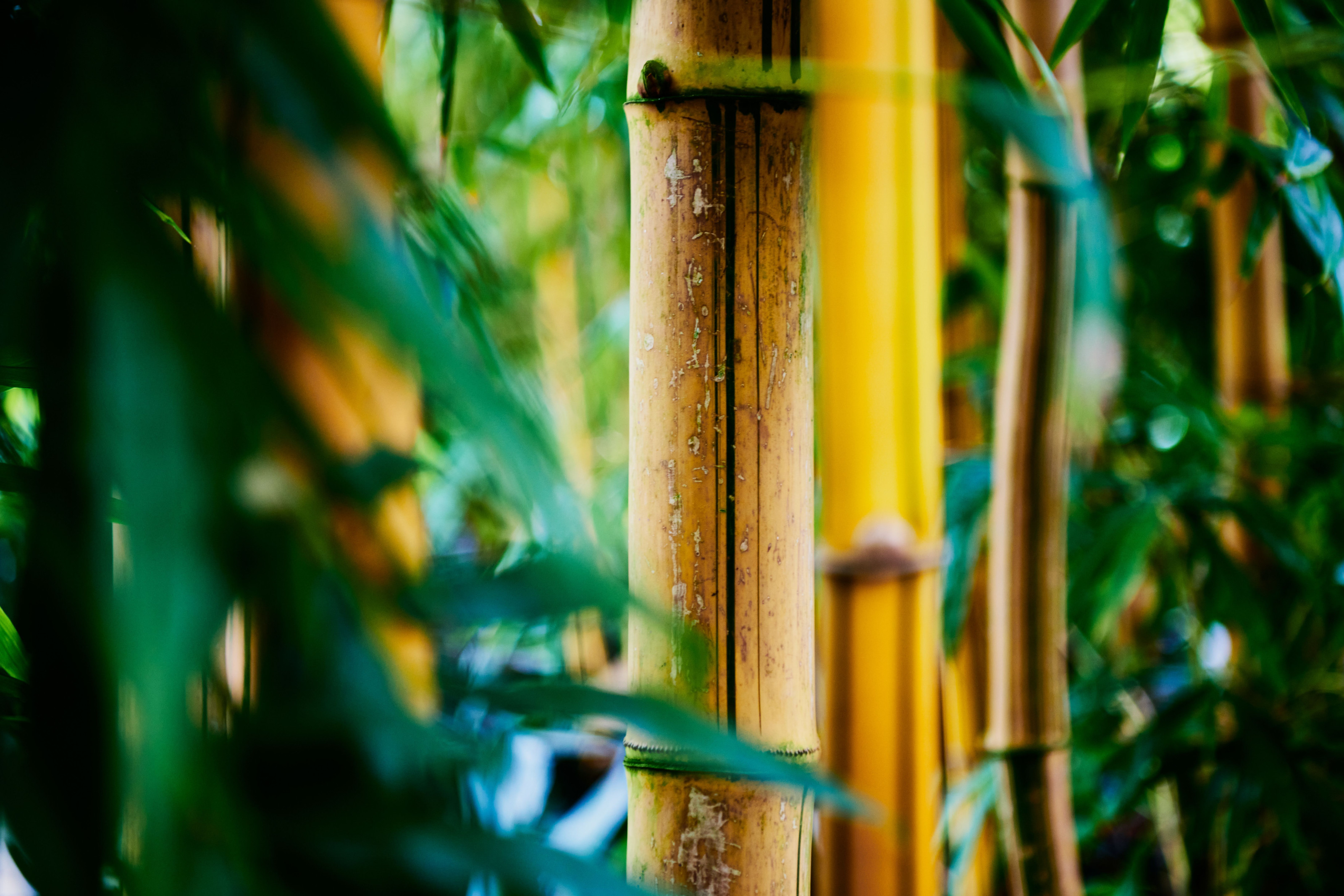 A close-up view of tall green bamboo stalks in a tropical forest.