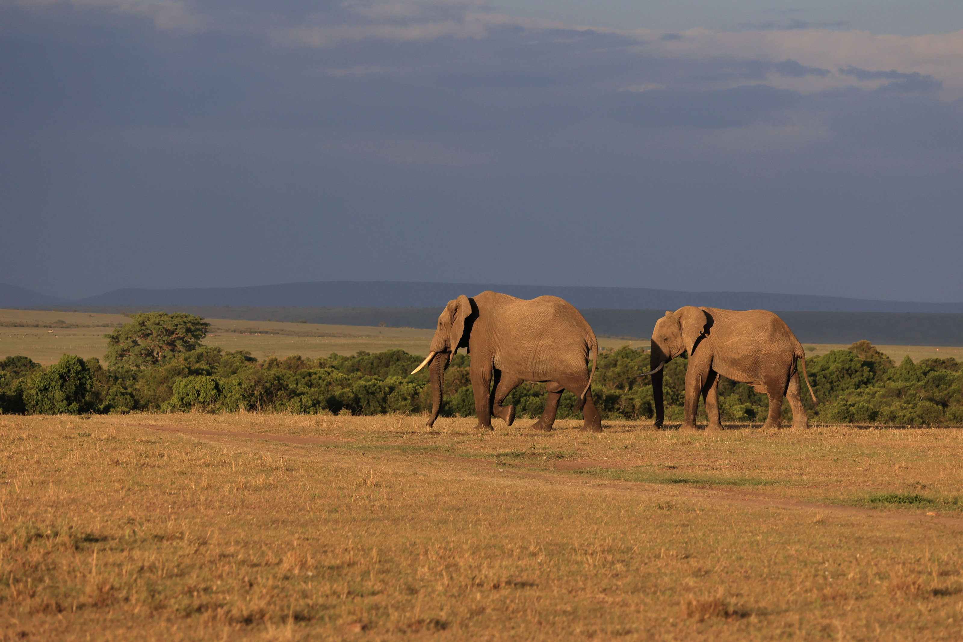 Two elephants walk side by side across an open, sunlit stretch of savannah grassland.