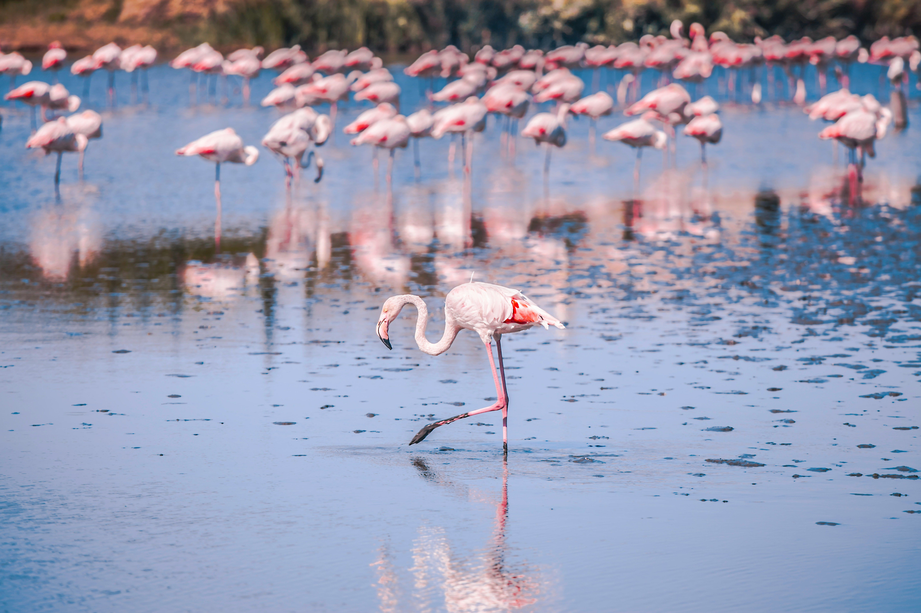 A wide flock of pink flamingos wading together across a sunlit Rift Valley lake.