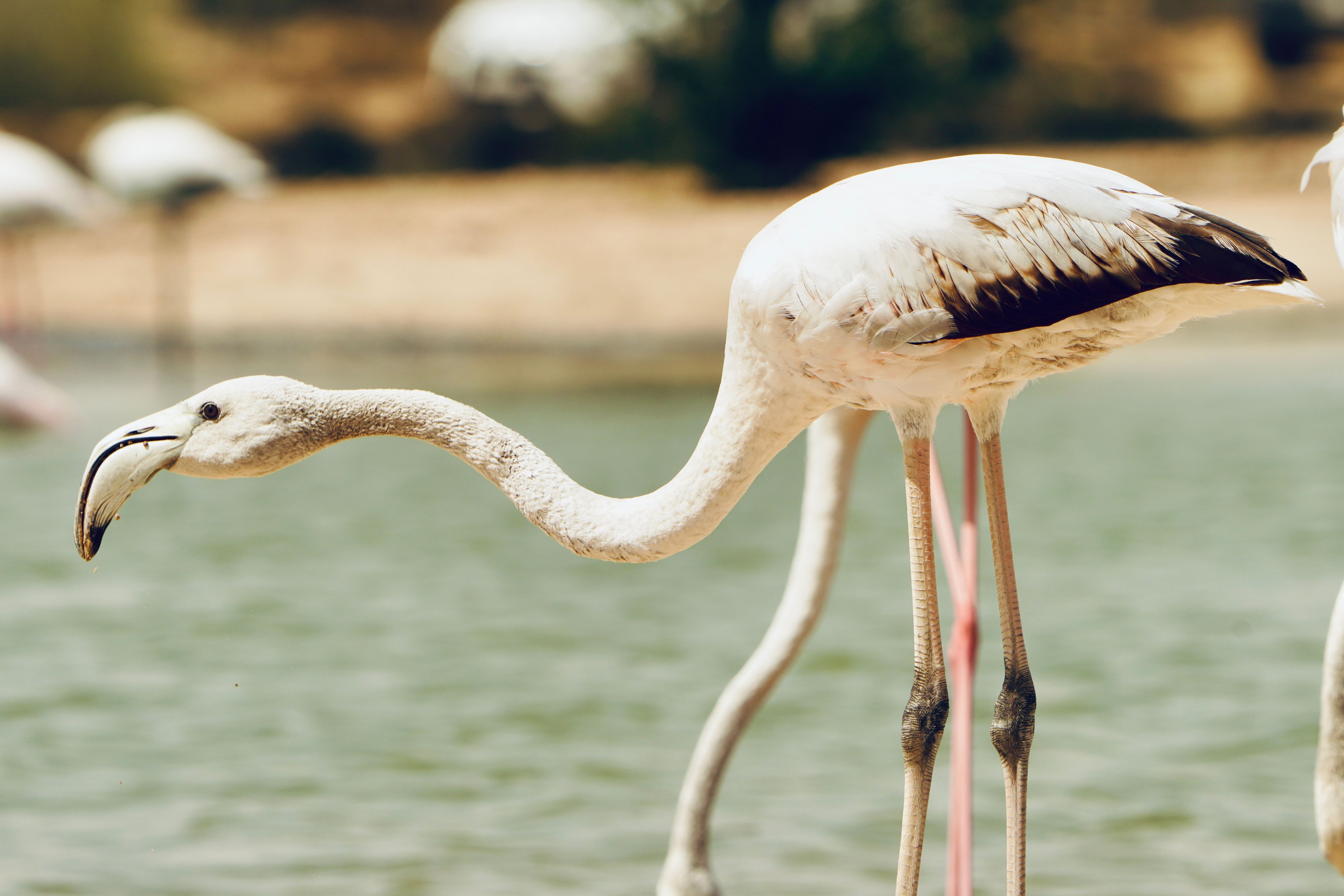 A close-up of a flamingo's long neck and vivid pink feathers.