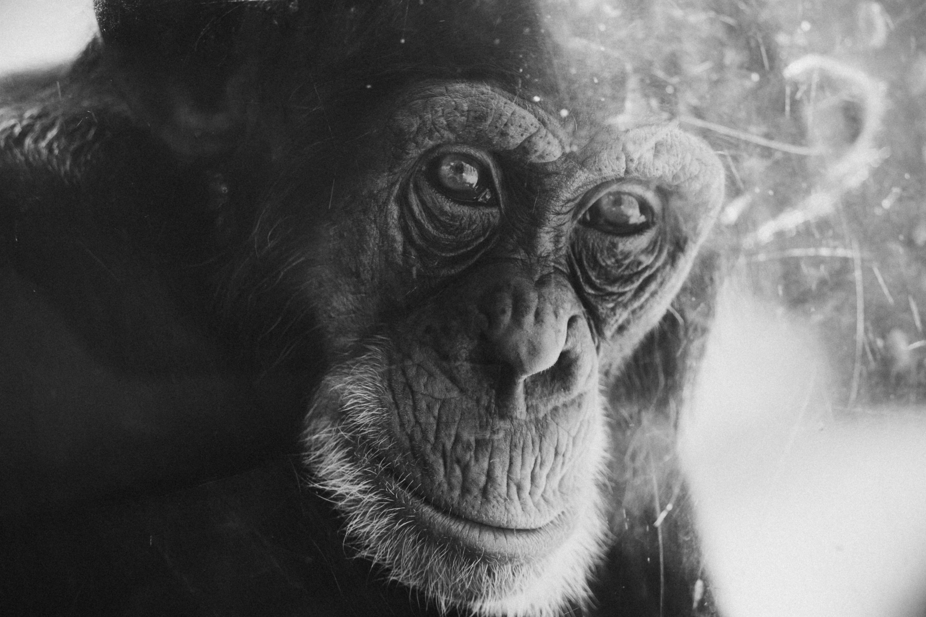 A close-up black and white portrait captures the expressive face of a chimpanzee.