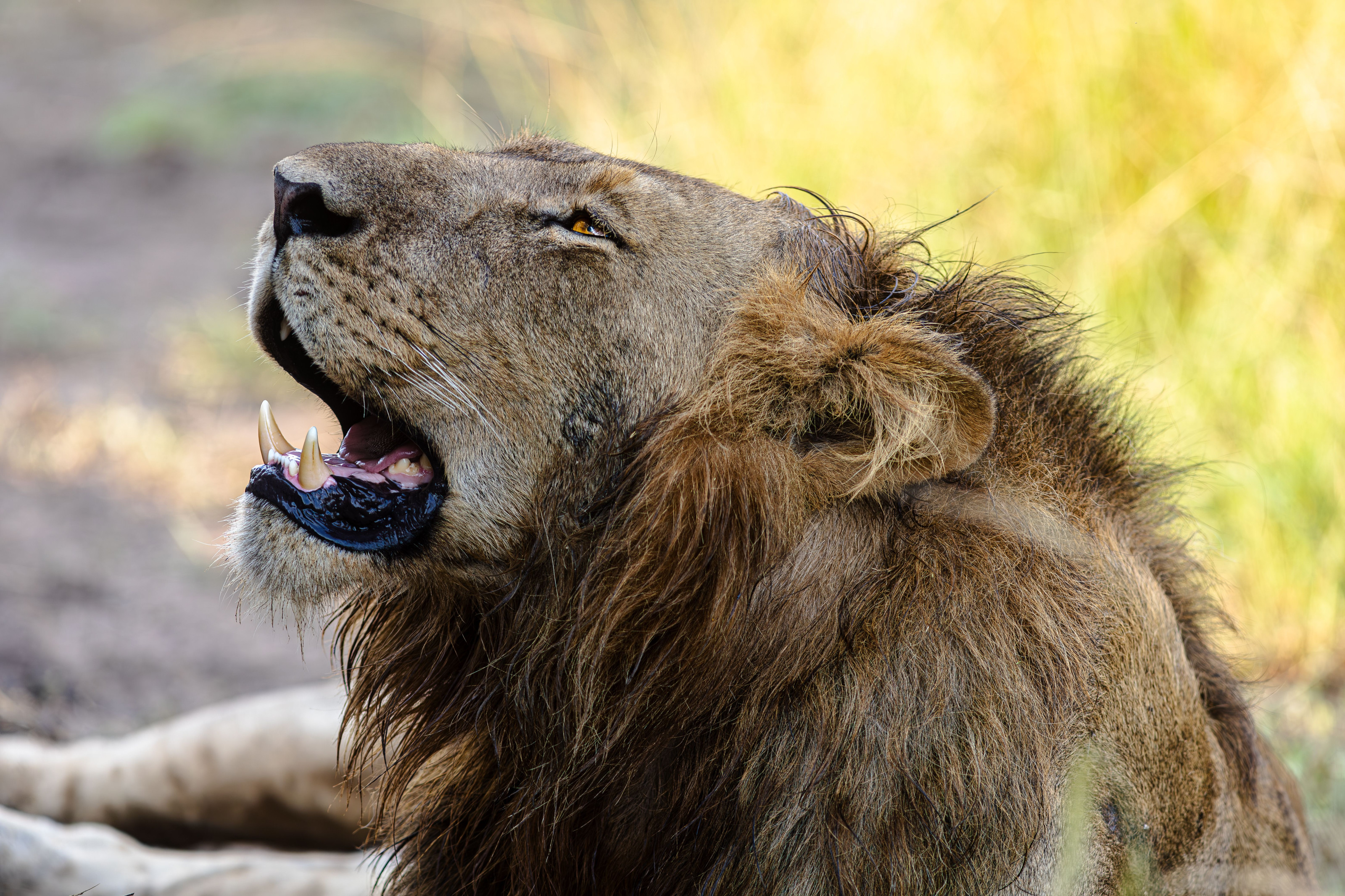 A lion yawns widely while lying in golden grass, its mane catching the afternoon light.