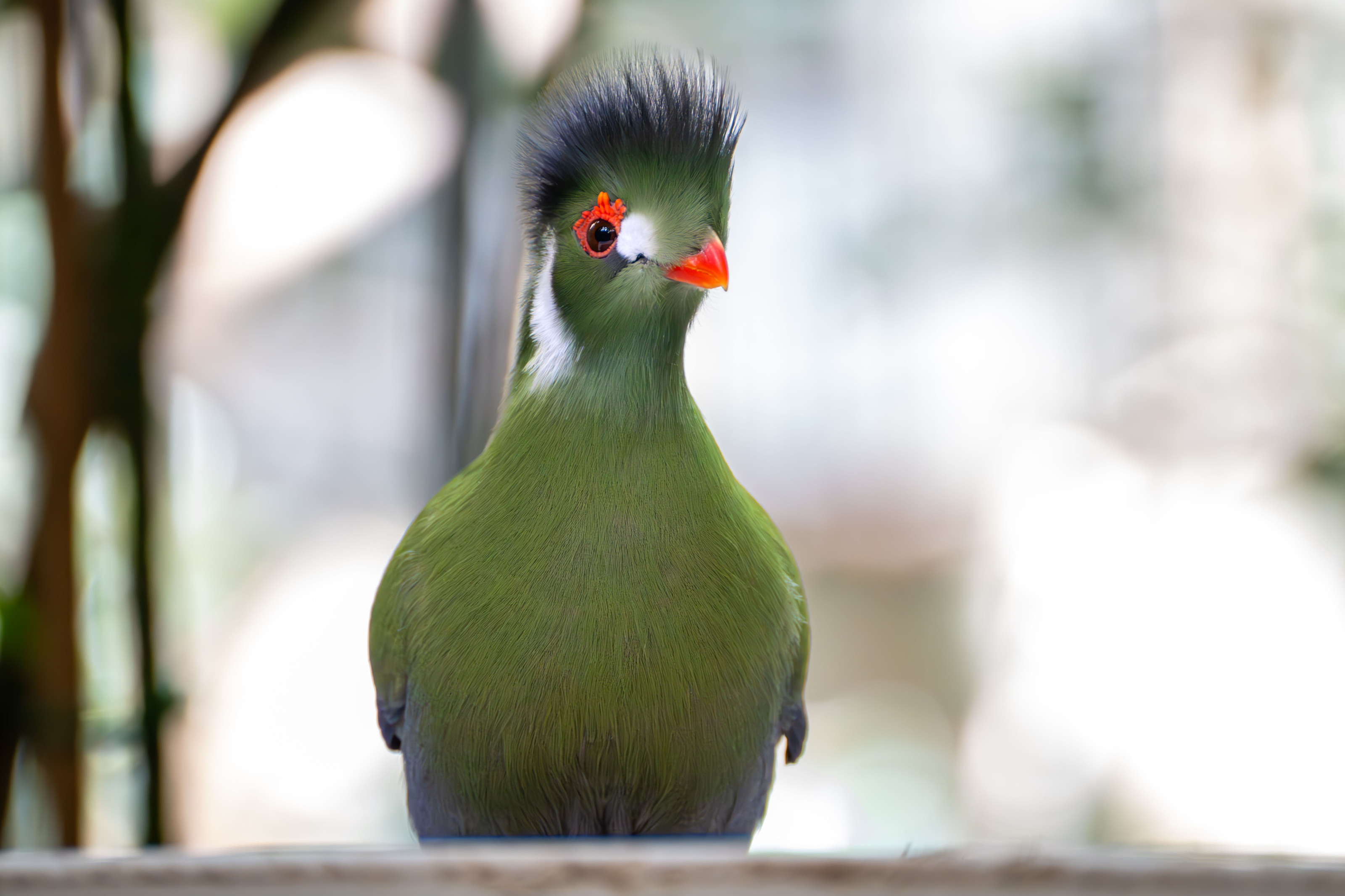 A vivid green turaco with a striking crest and bright plumage perches in natural light.