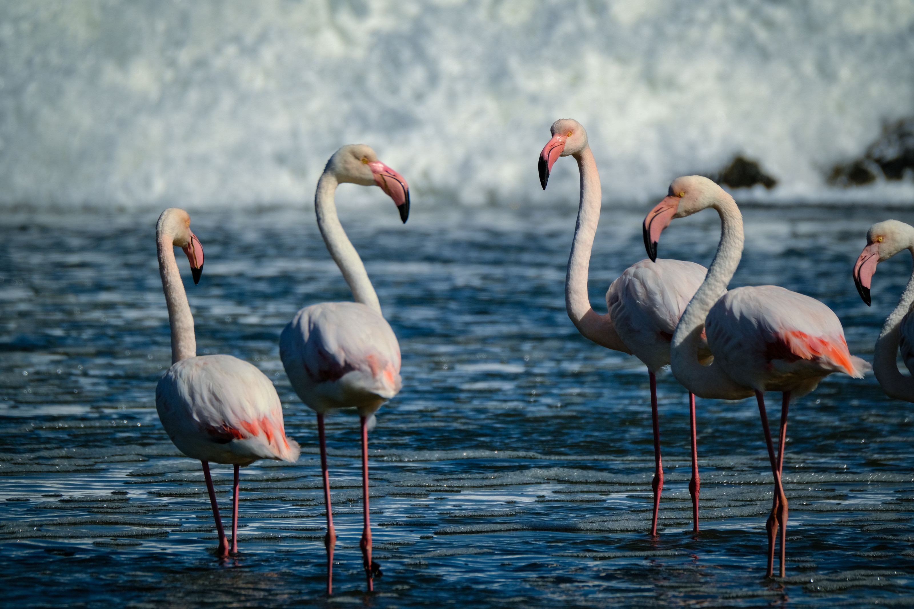 A wide view of flamingos gathered along a tranquil lakeshore.