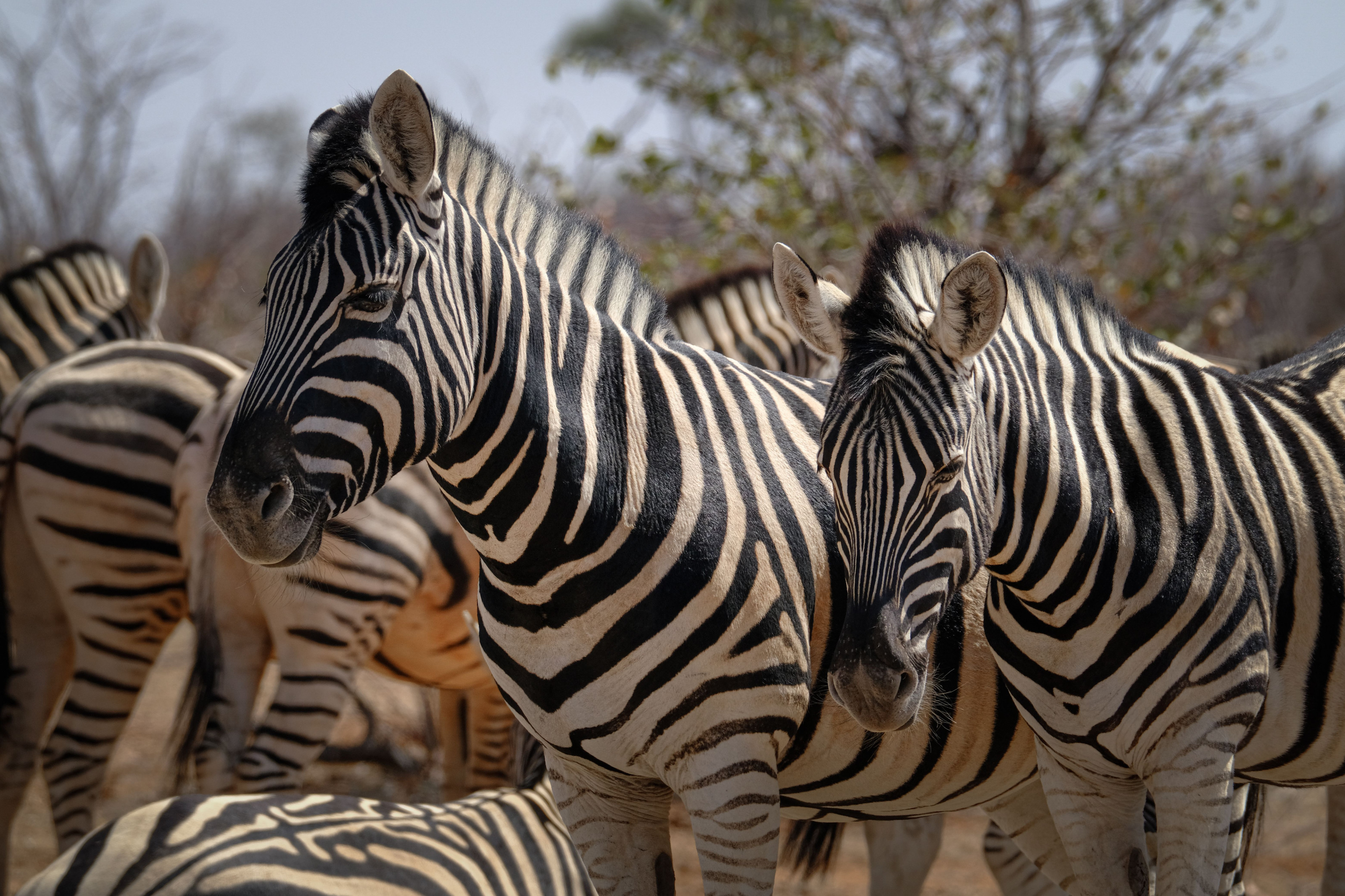 A herd of zebras grazes together on the golden grassland of the savanna.