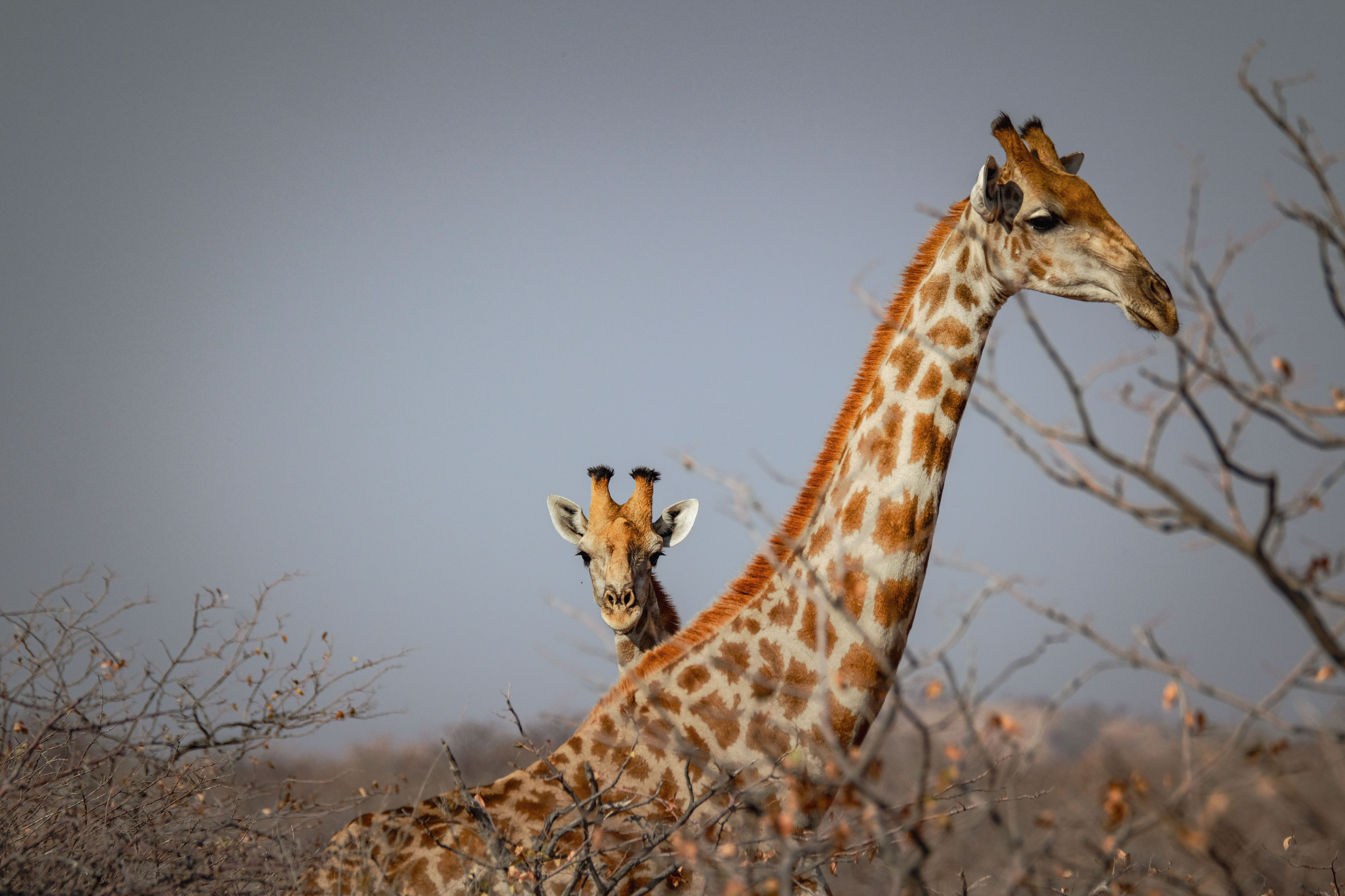 Samburu National Reserve