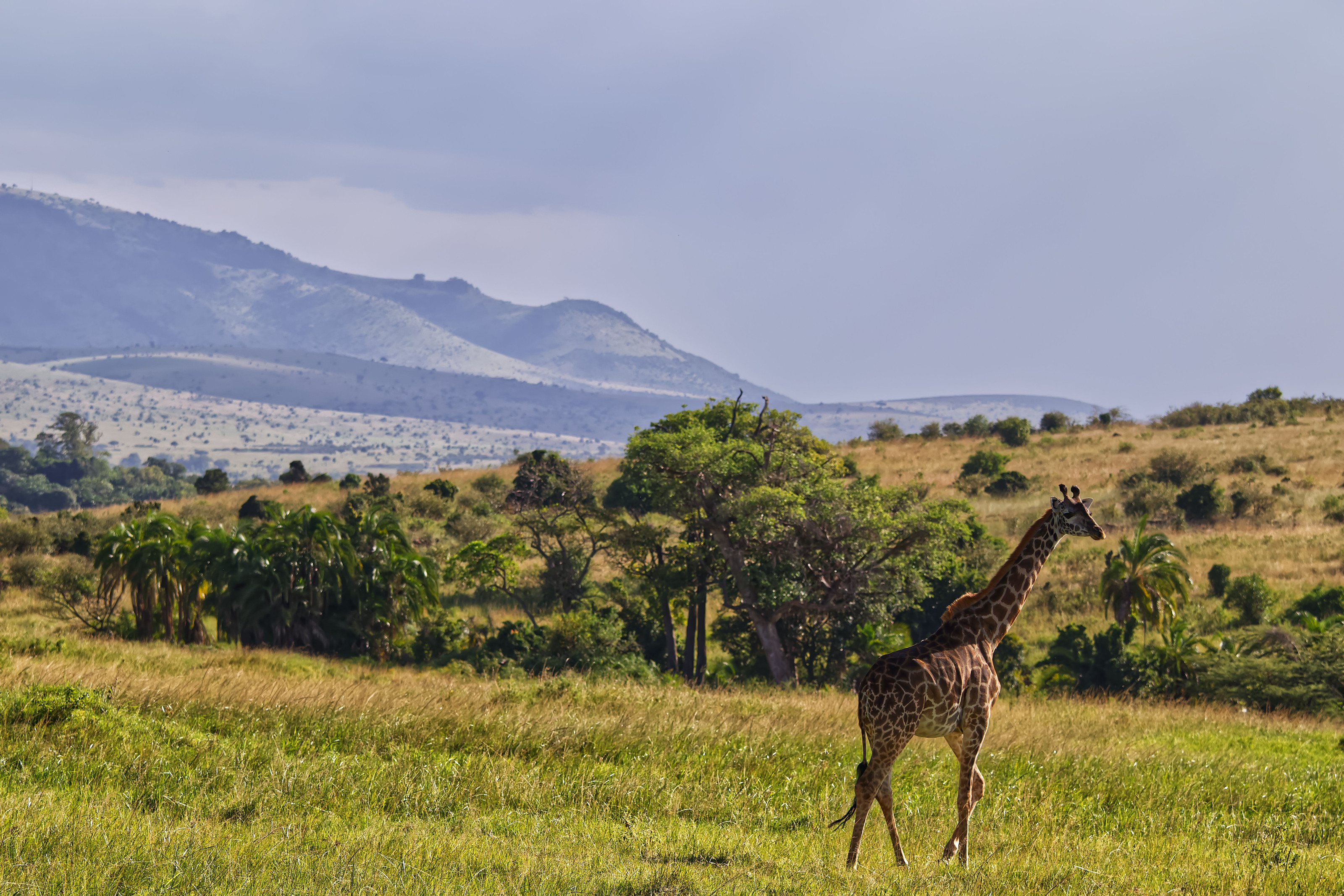A giraffe wanders across open grassland with rolling hills in the distance.