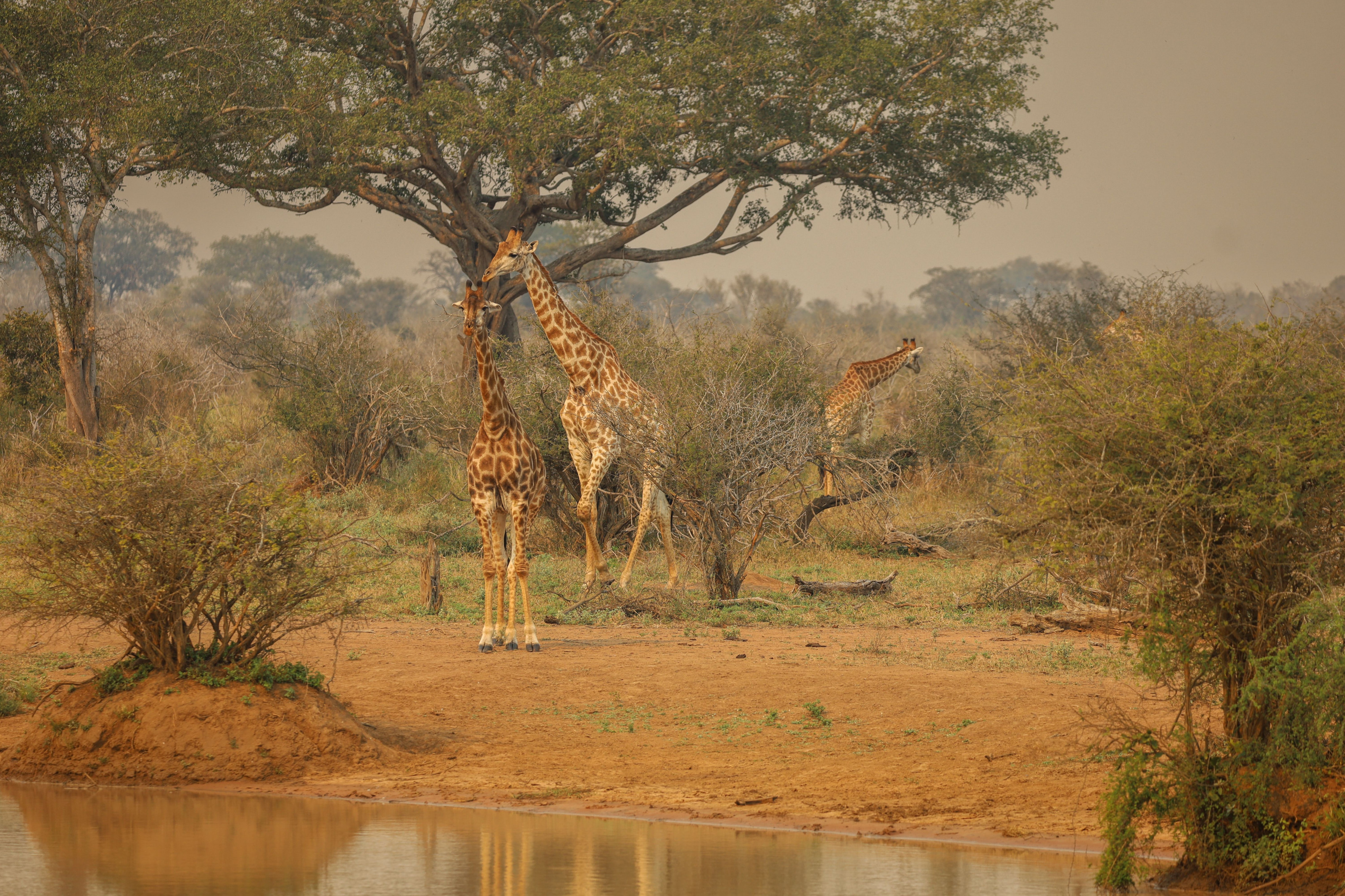 Giraffes gather near a watering hole on the open savannah beneath scattered acacia trees.