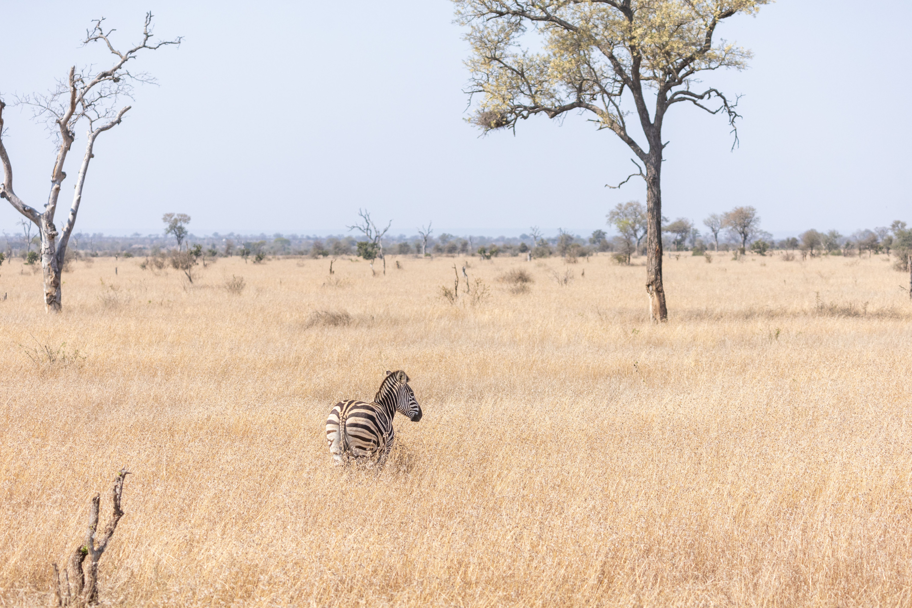 A lone zebra standing on the open, dry savanna.