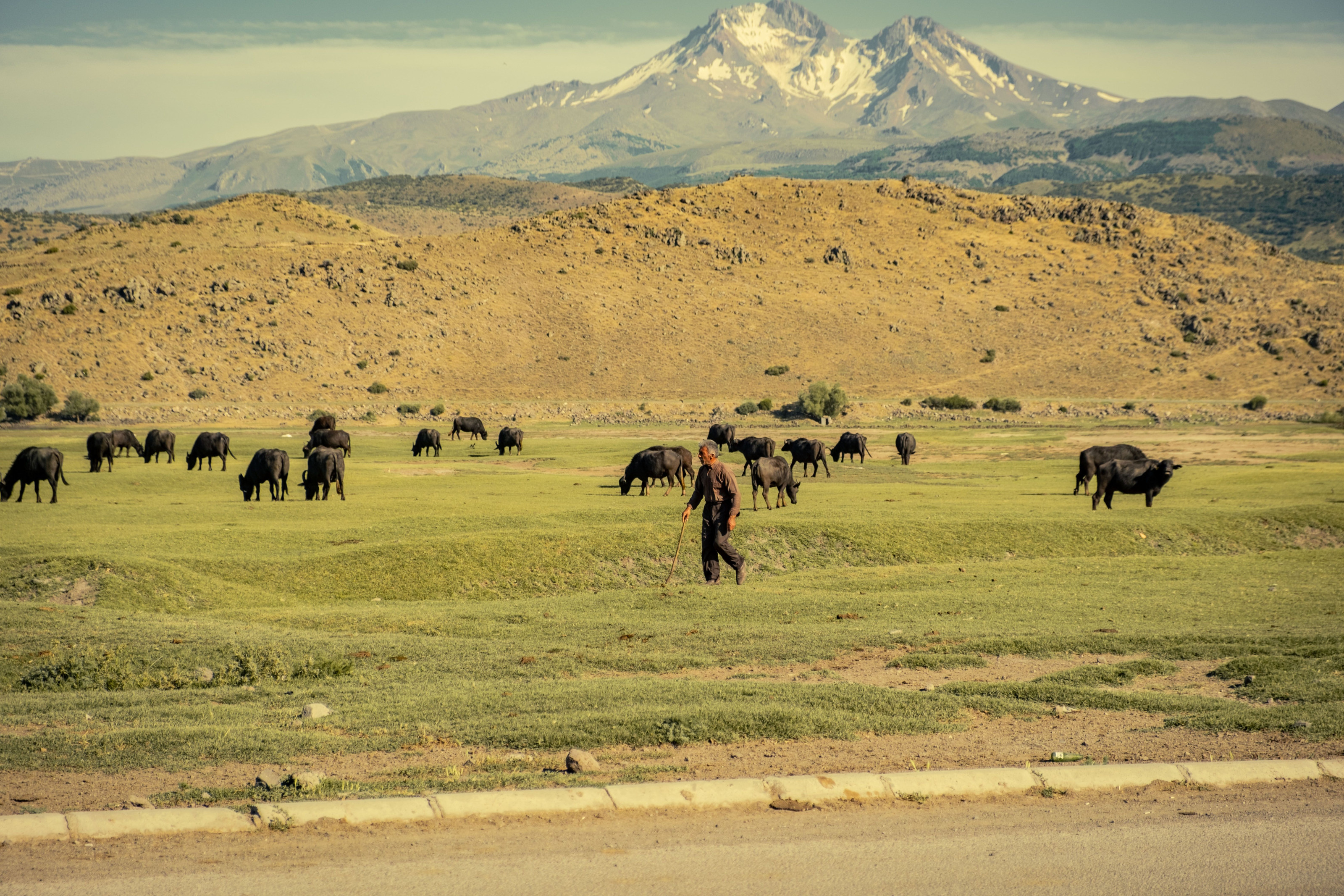 A farmer walks past grazing cattle on a highland mountainside.