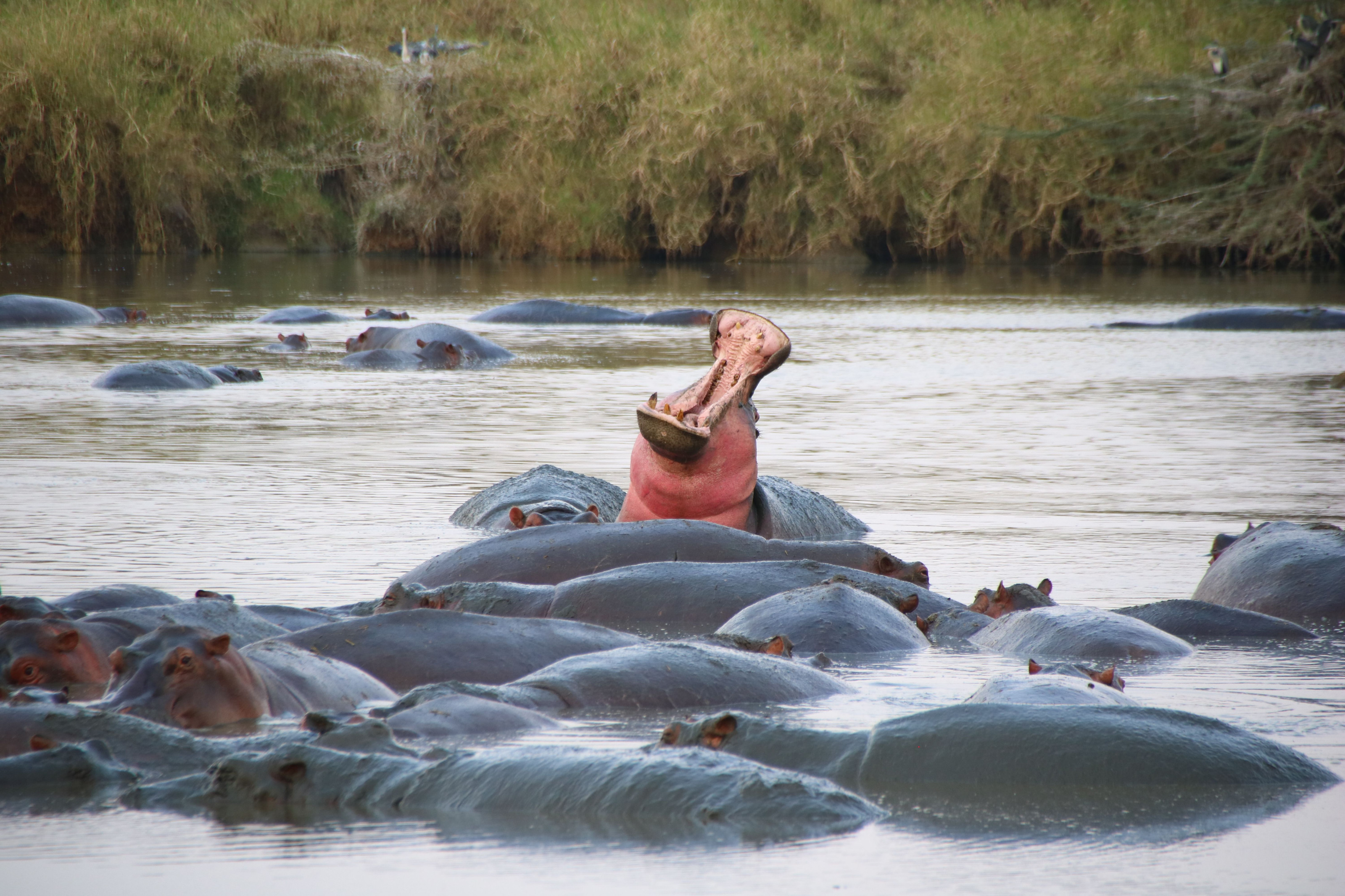 A group of hippos rests together, partly submerged in a calm river.