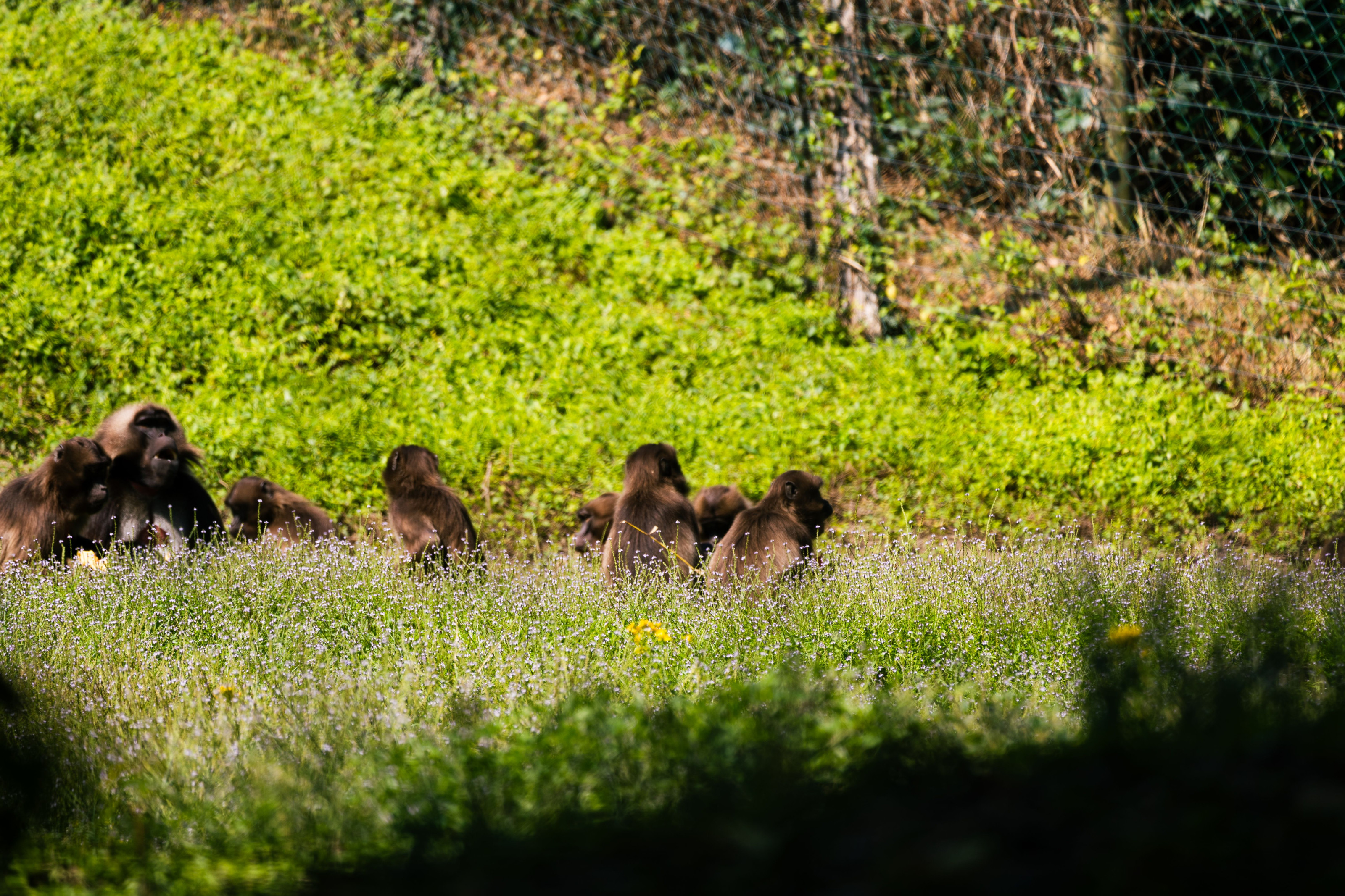 A troop of gelada monkeys grazes together across a vivid green highland meadow.